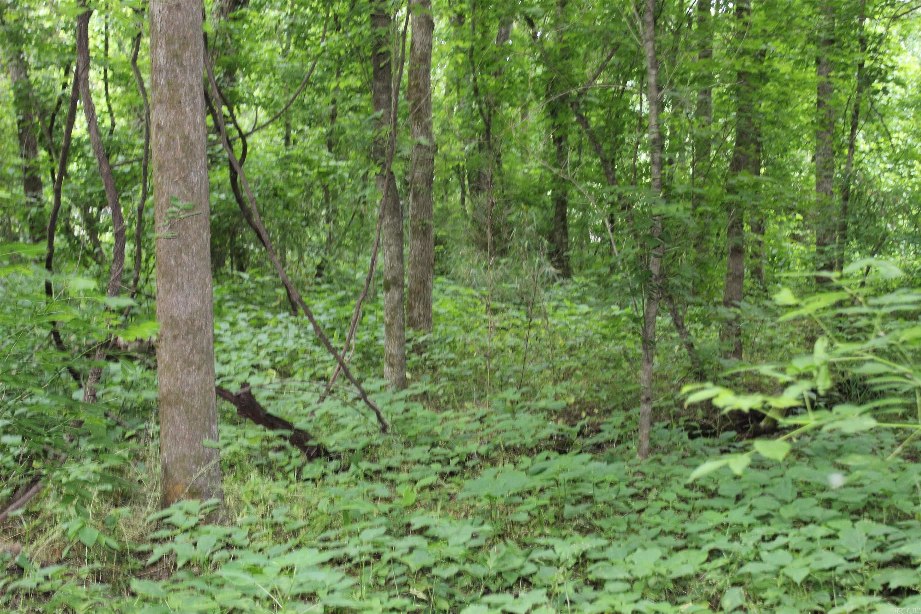 0 County Rd 157 River Ridge Estates  Guion, AR