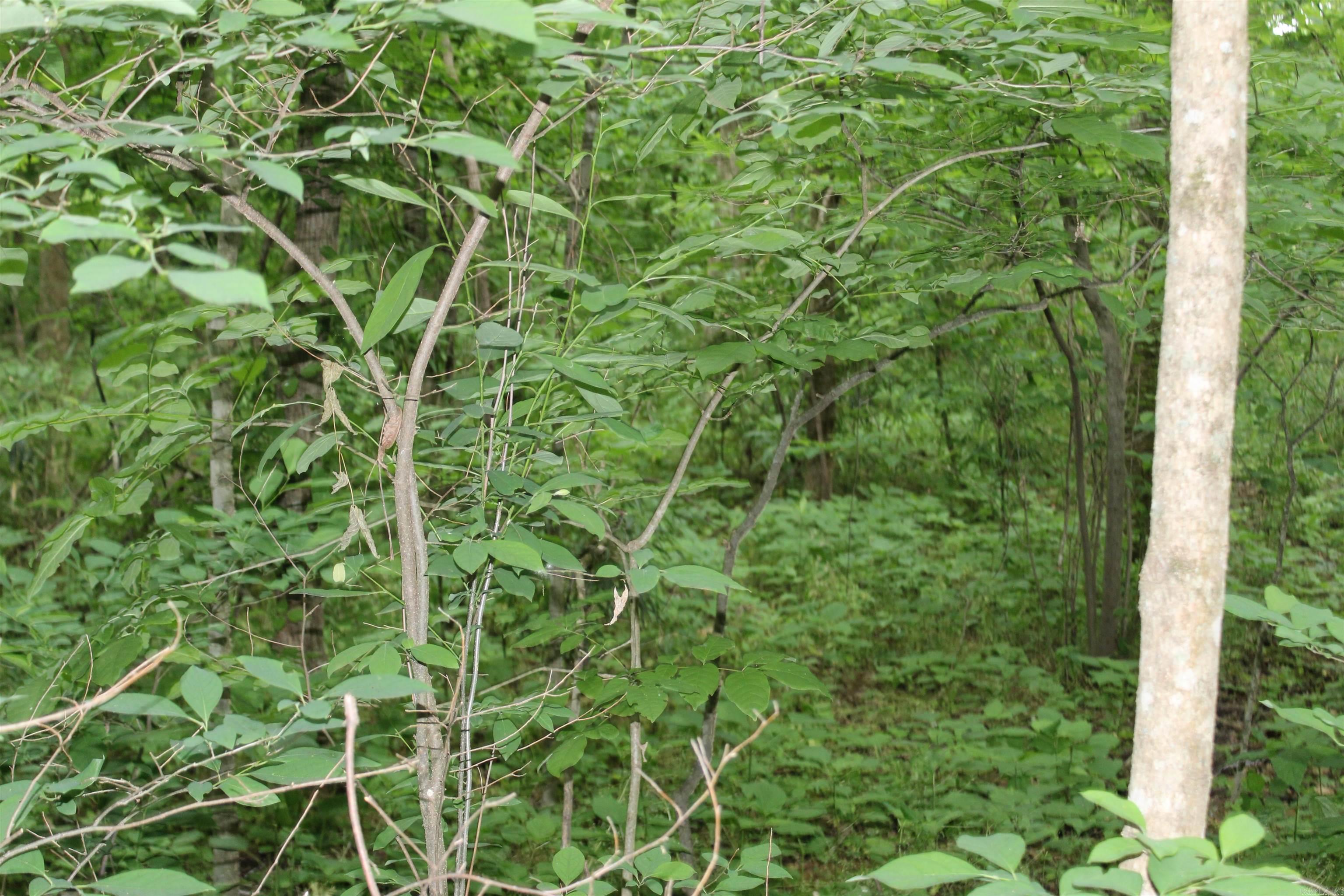 0 County Rd 157 River Ridge Estates  Guion, AR