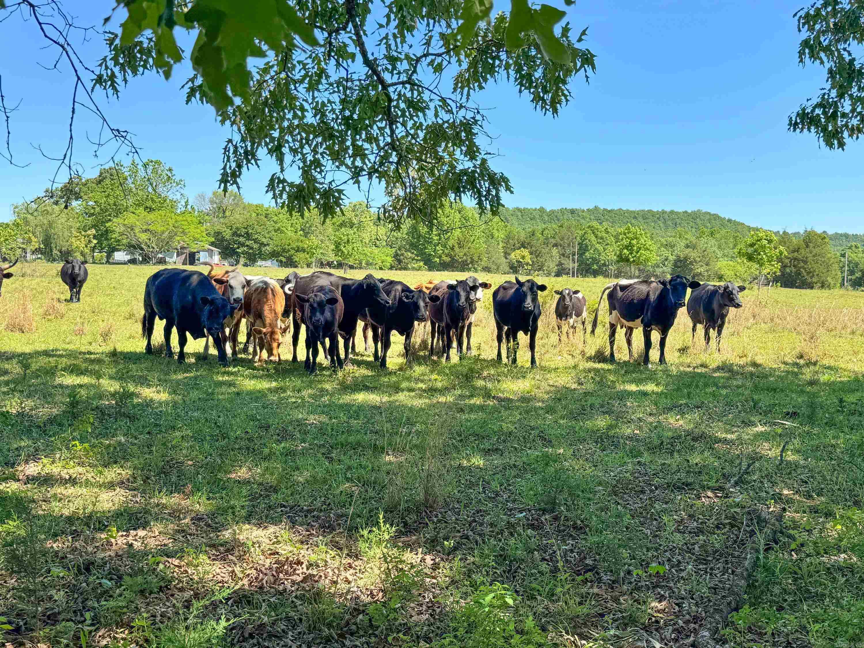 84 Herring  Quitman, AR
