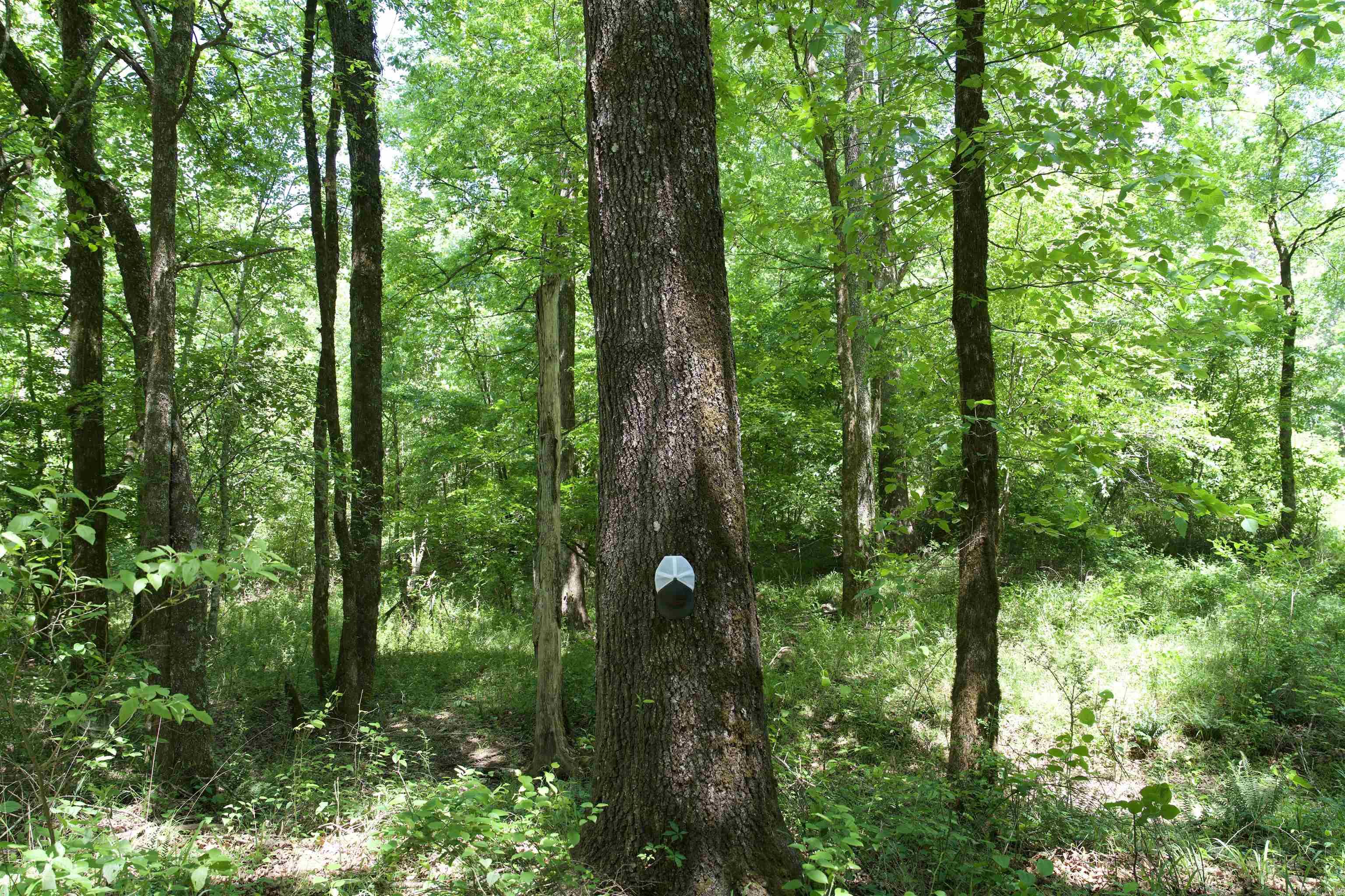 000 Obar  Langley, AR
