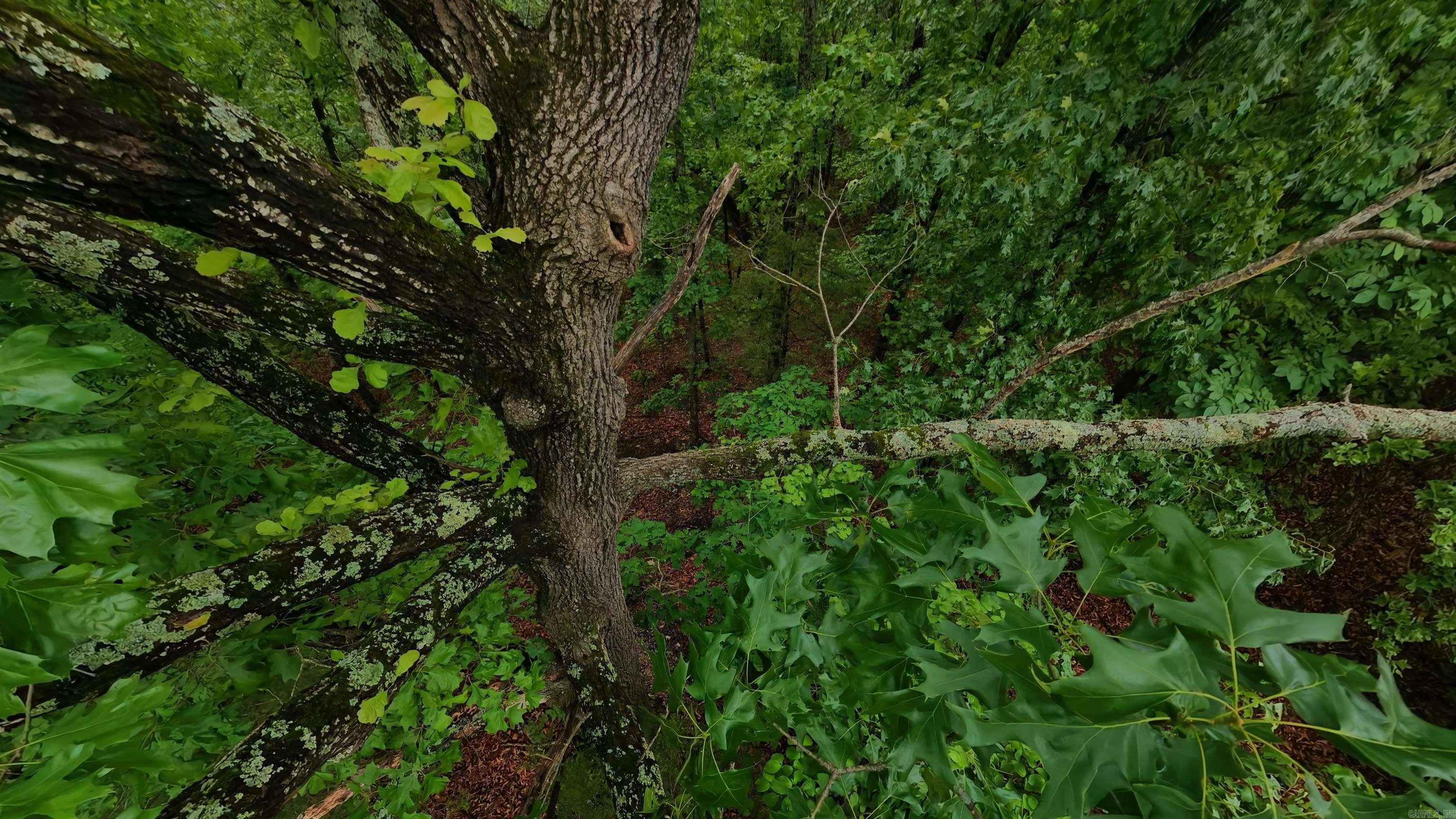 TBD Devils Pool Road  Uncertain, MO