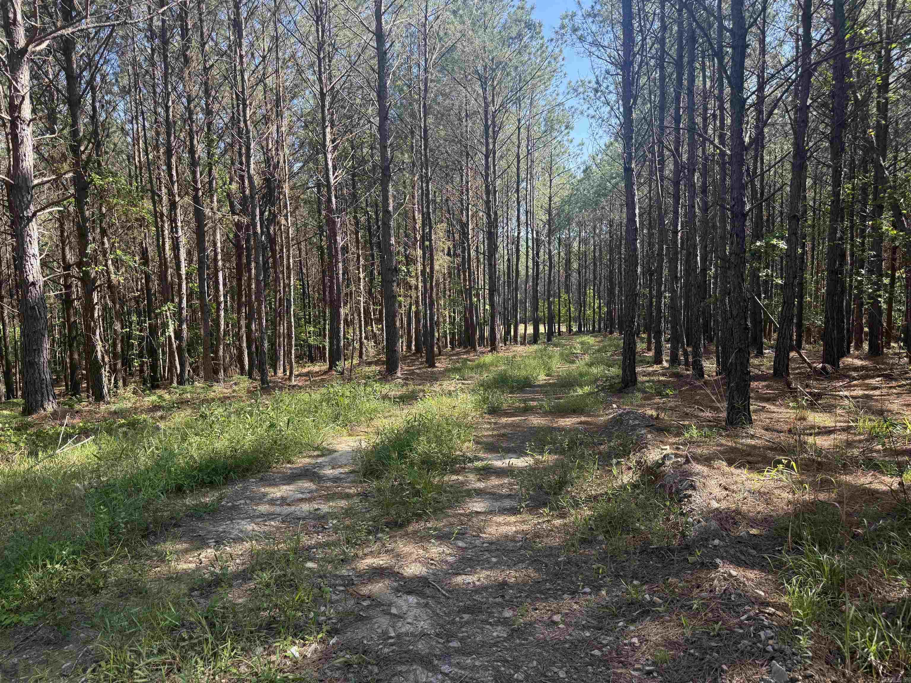 571 Stihl  Hot Springs, AR