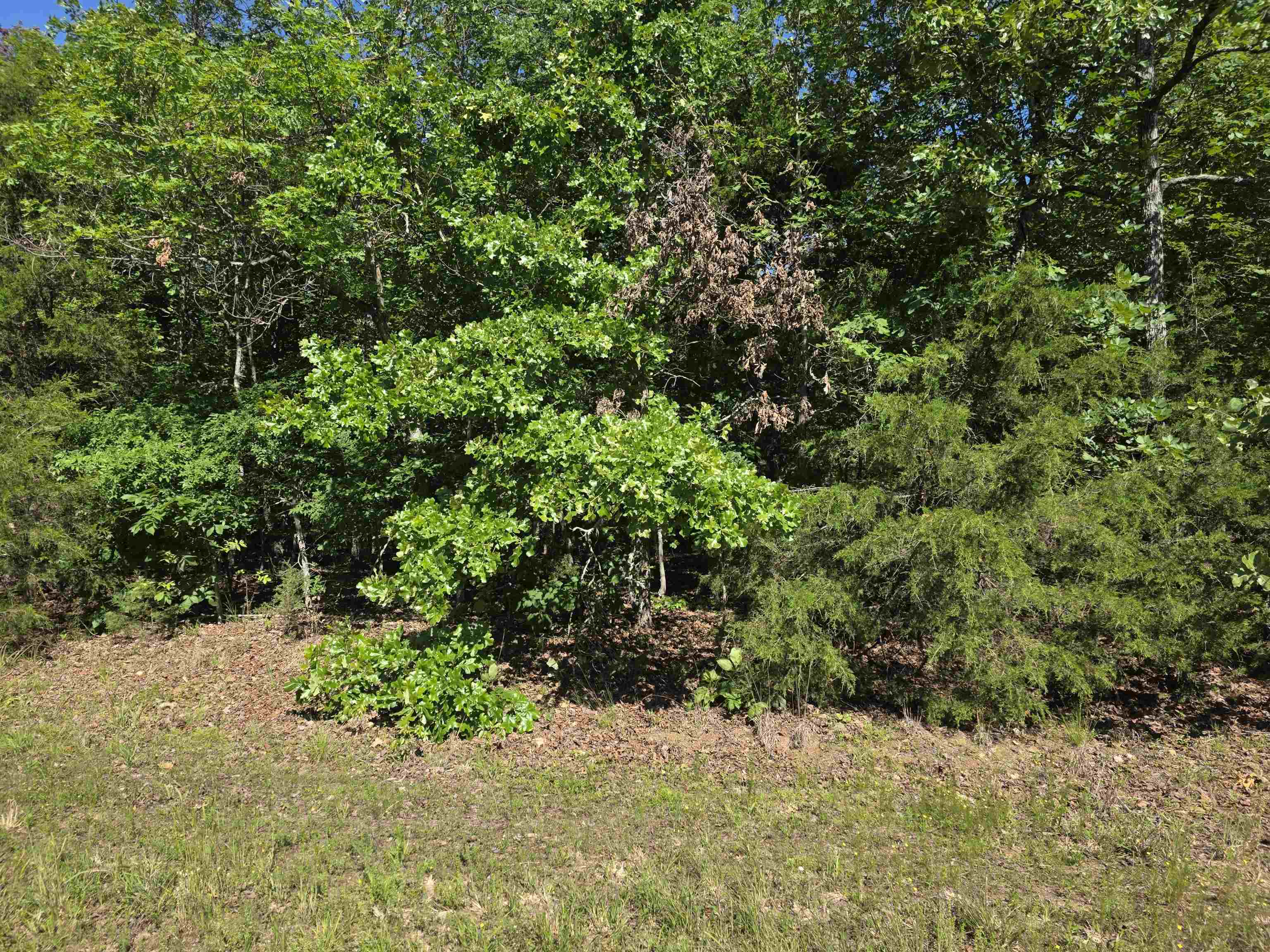 L-52 Barnes  Evening Shade, AR