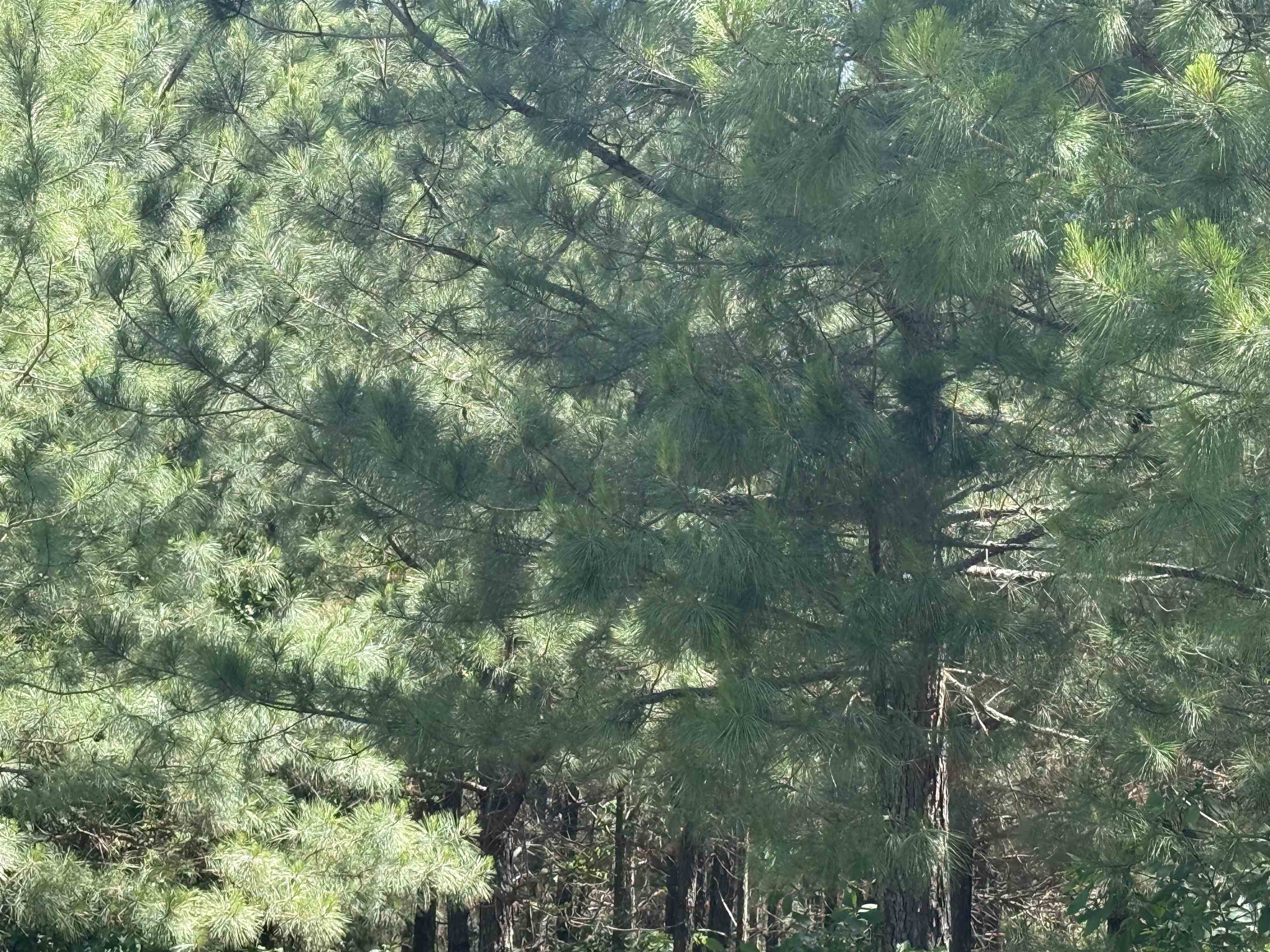 2061 Chapel Hill Road  Melbourne, AR