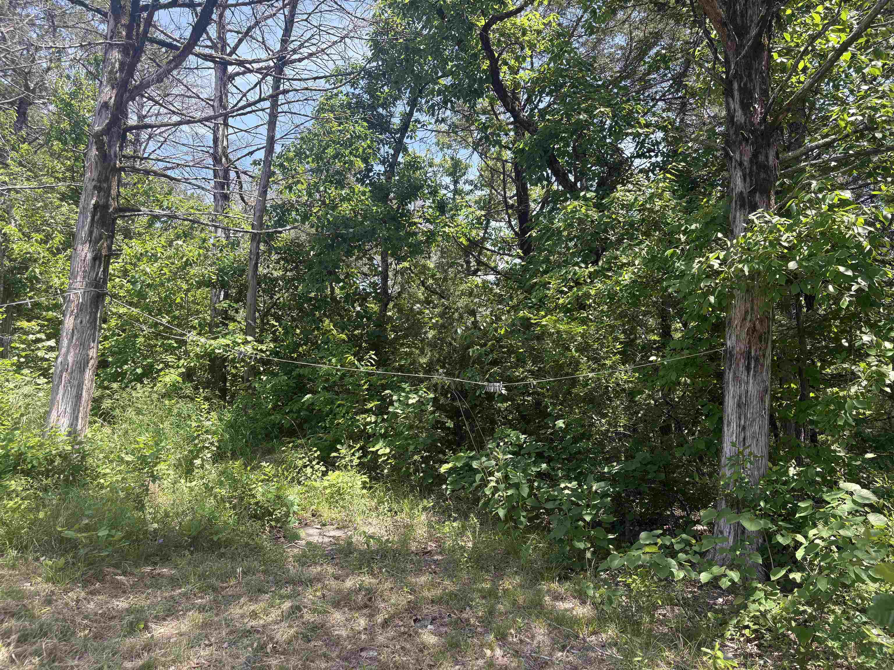 27 Big Buck  Williford, AR