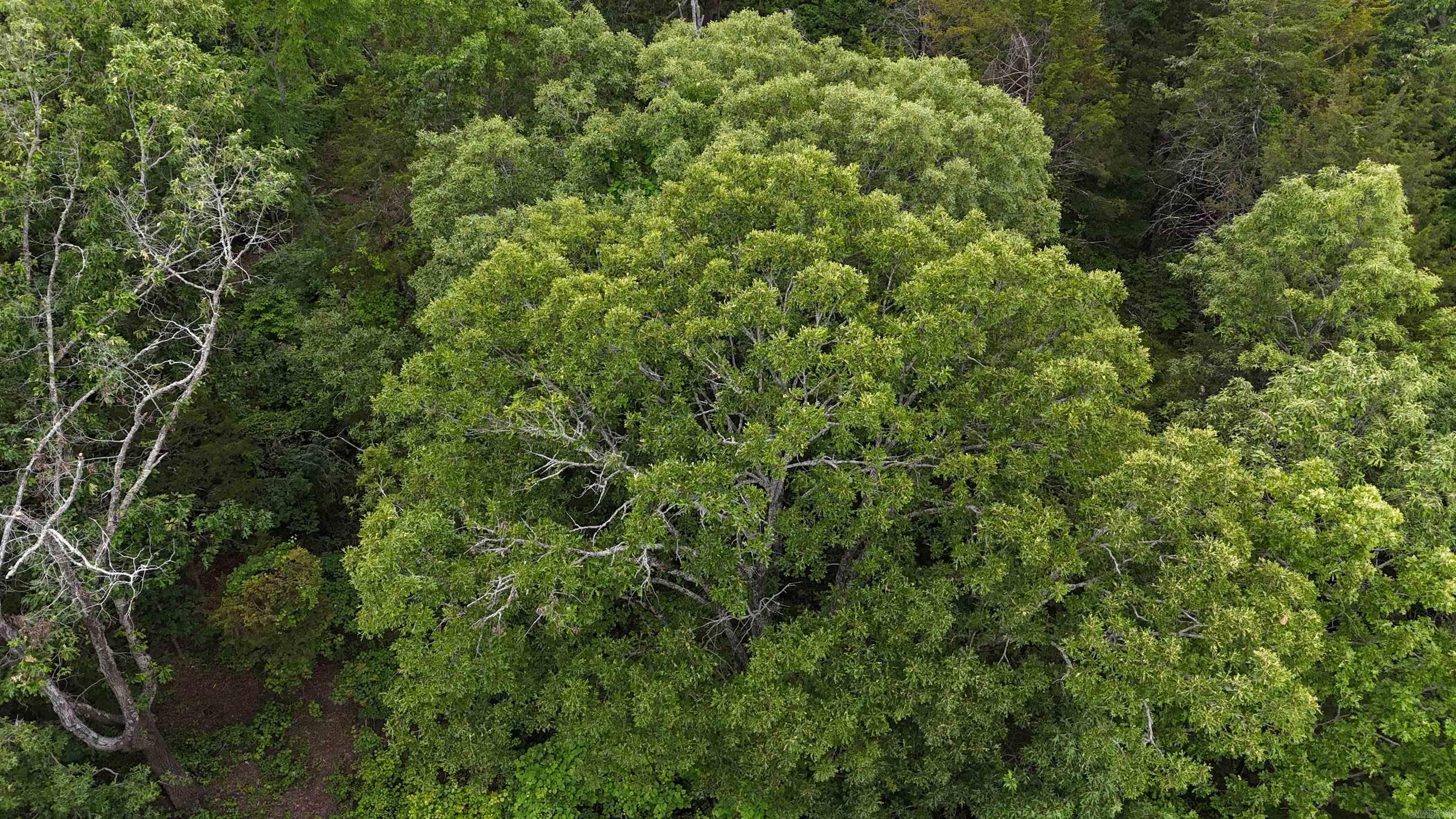 0 Pleasant Grove Loop  Cleveland, AR
