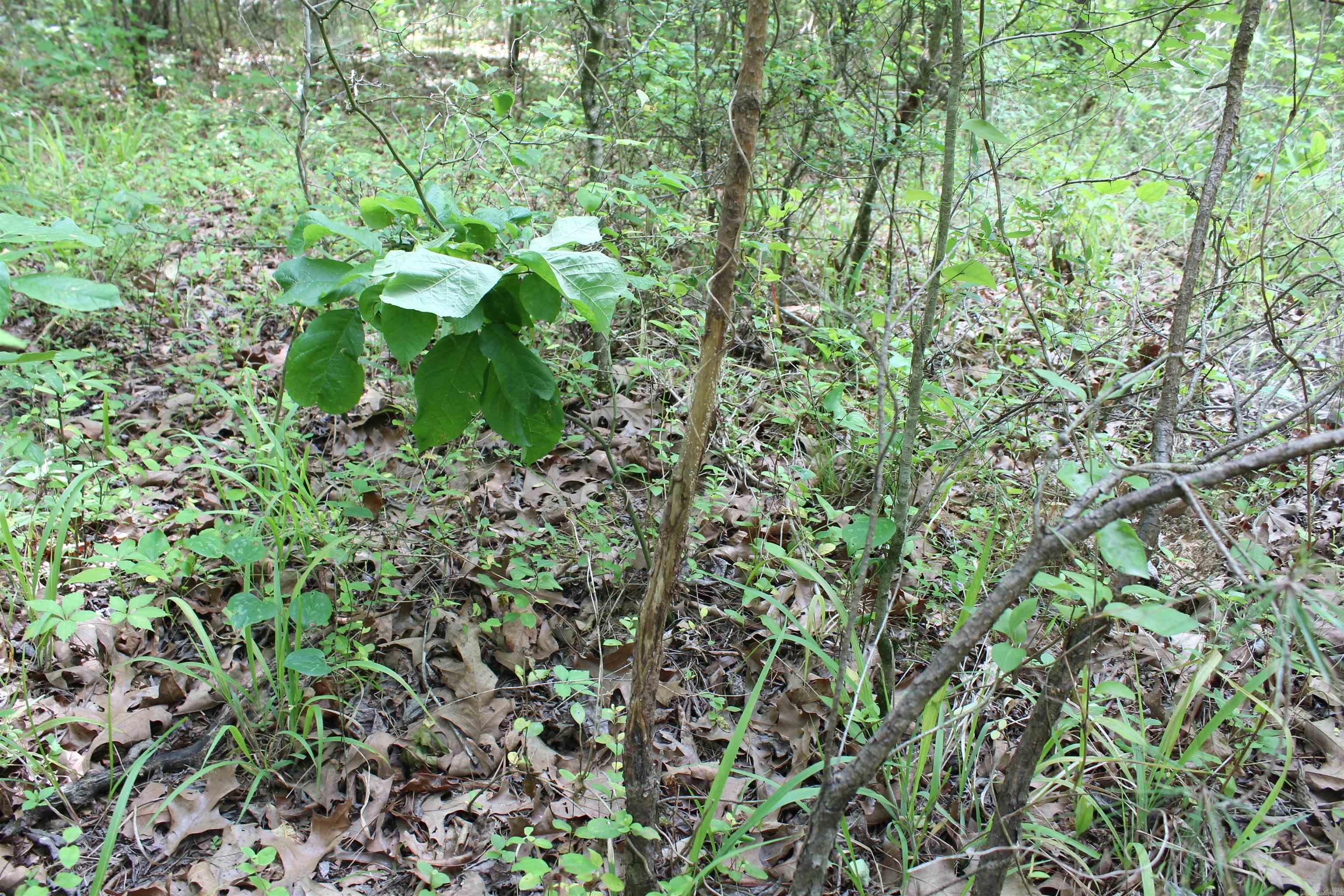 000 426  Dardanelle, AR