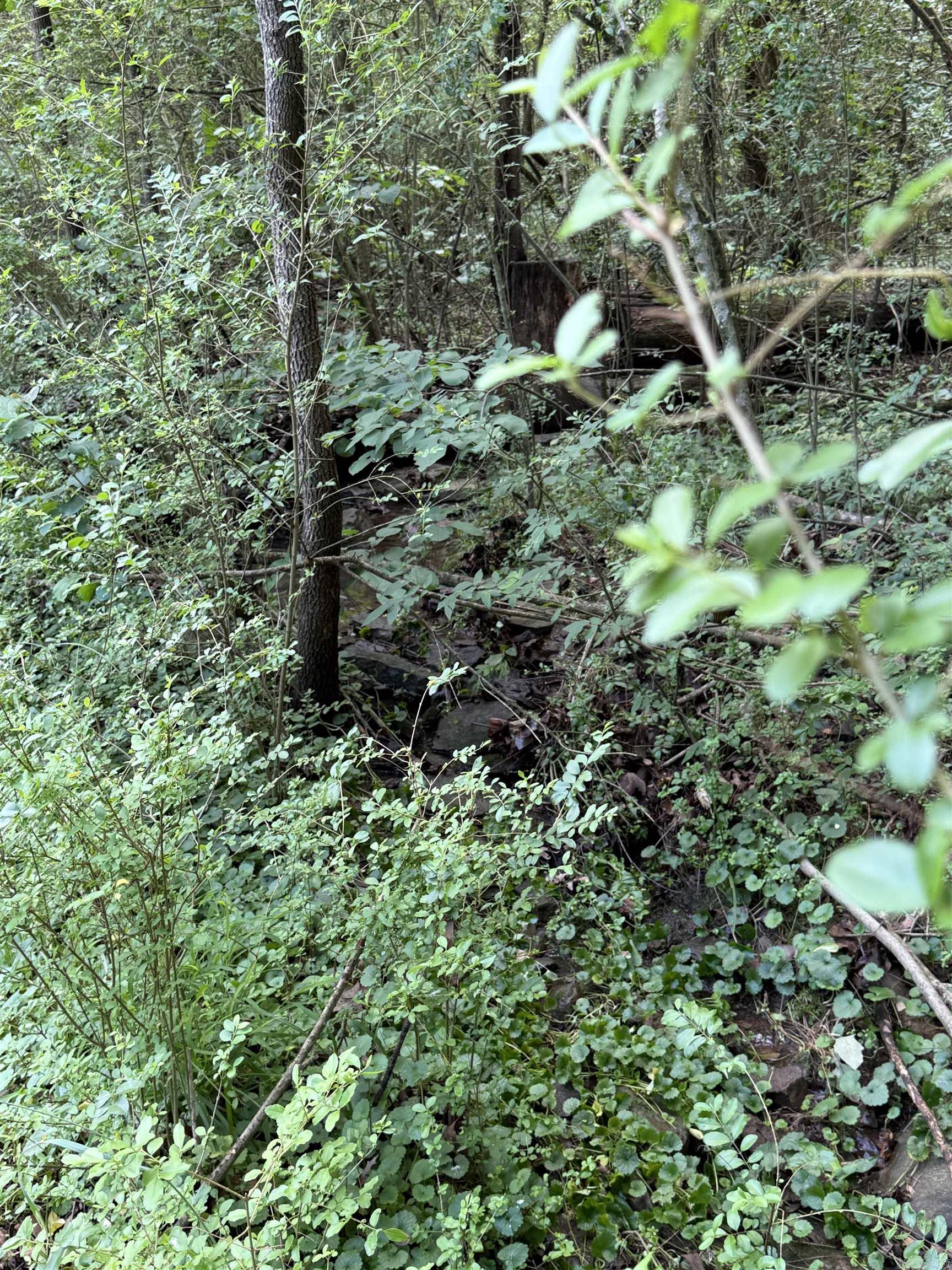 4 Park  Heber Springs, AR