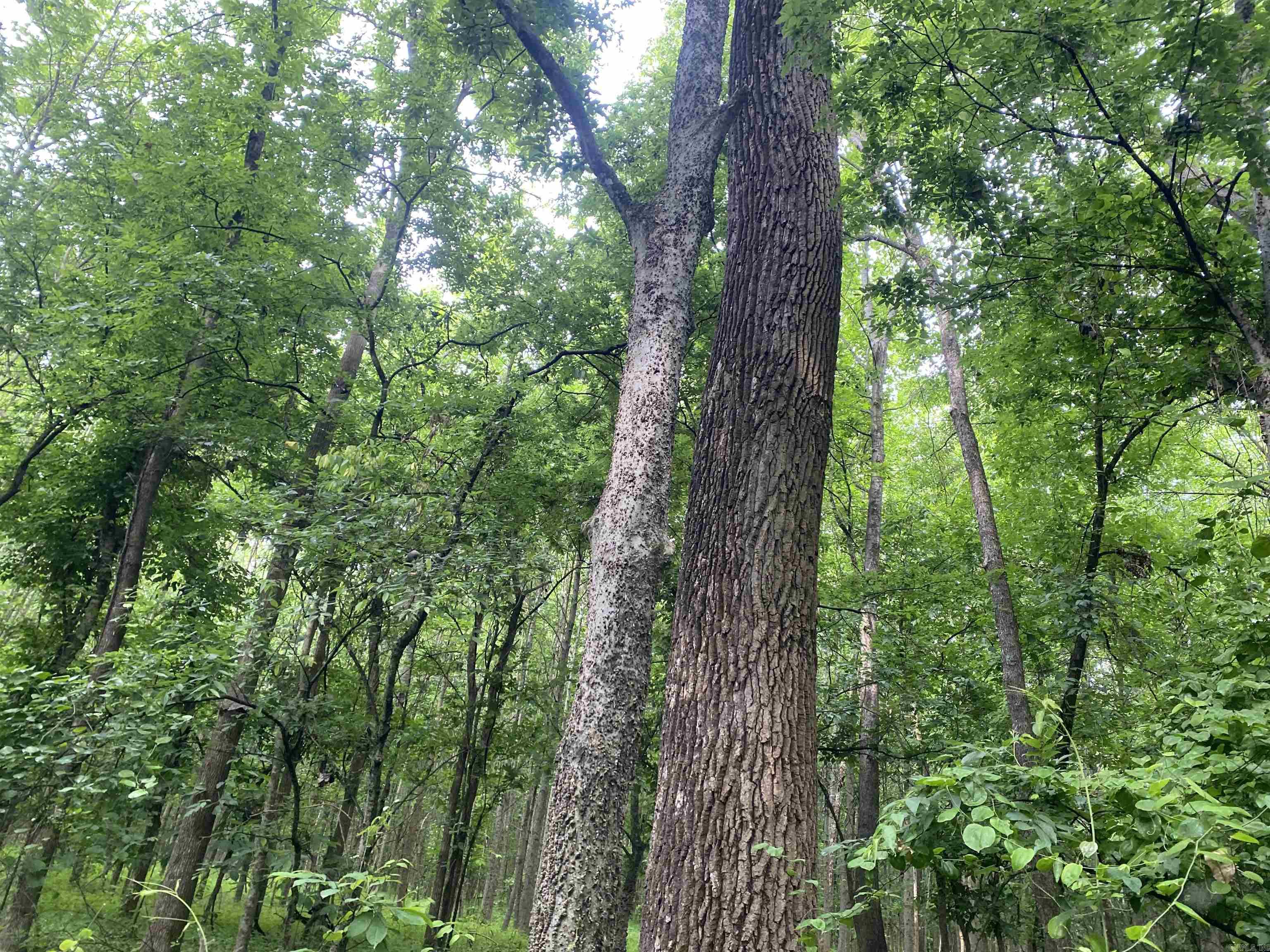 10 acres county road 326  Jonesboro, AR