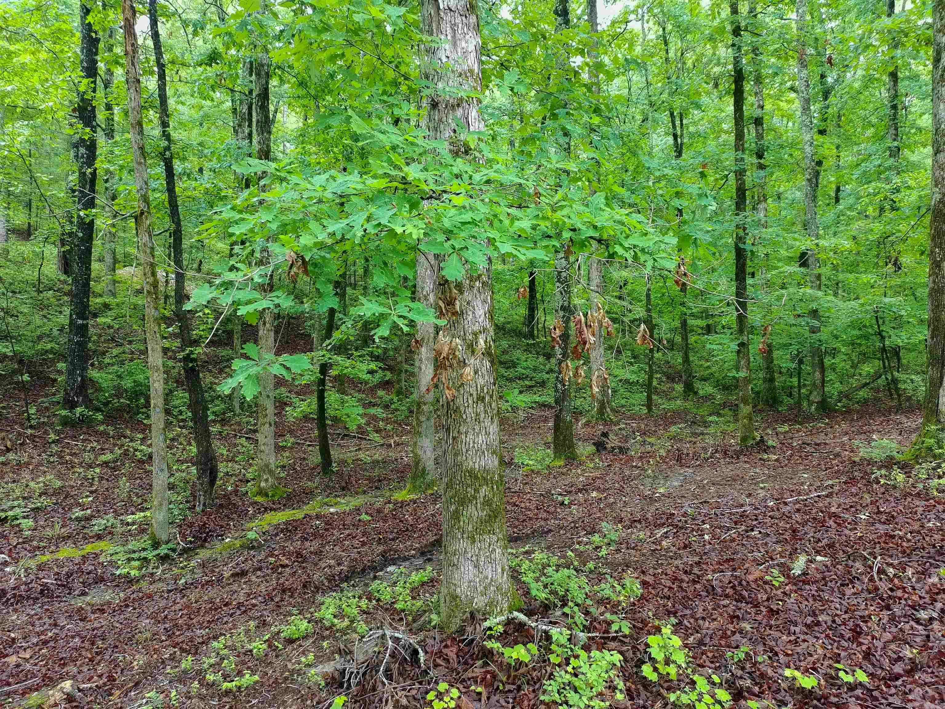 279 Needham Road  Hot Springs, AR