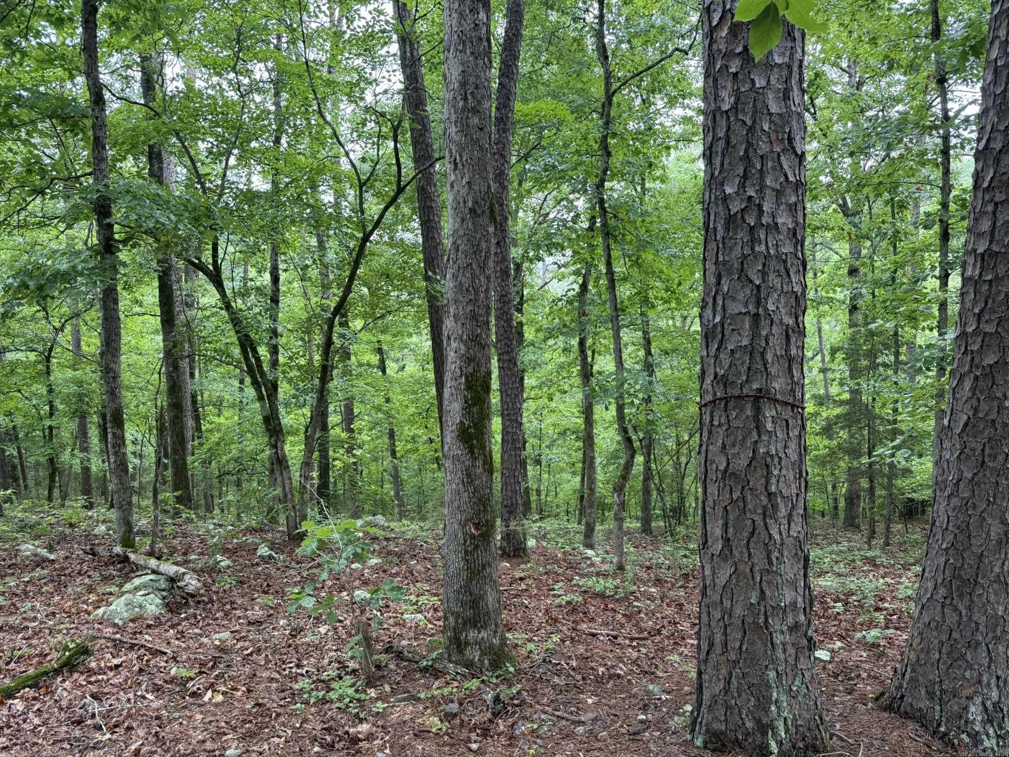 37 Tall Pine  Norfork, AR