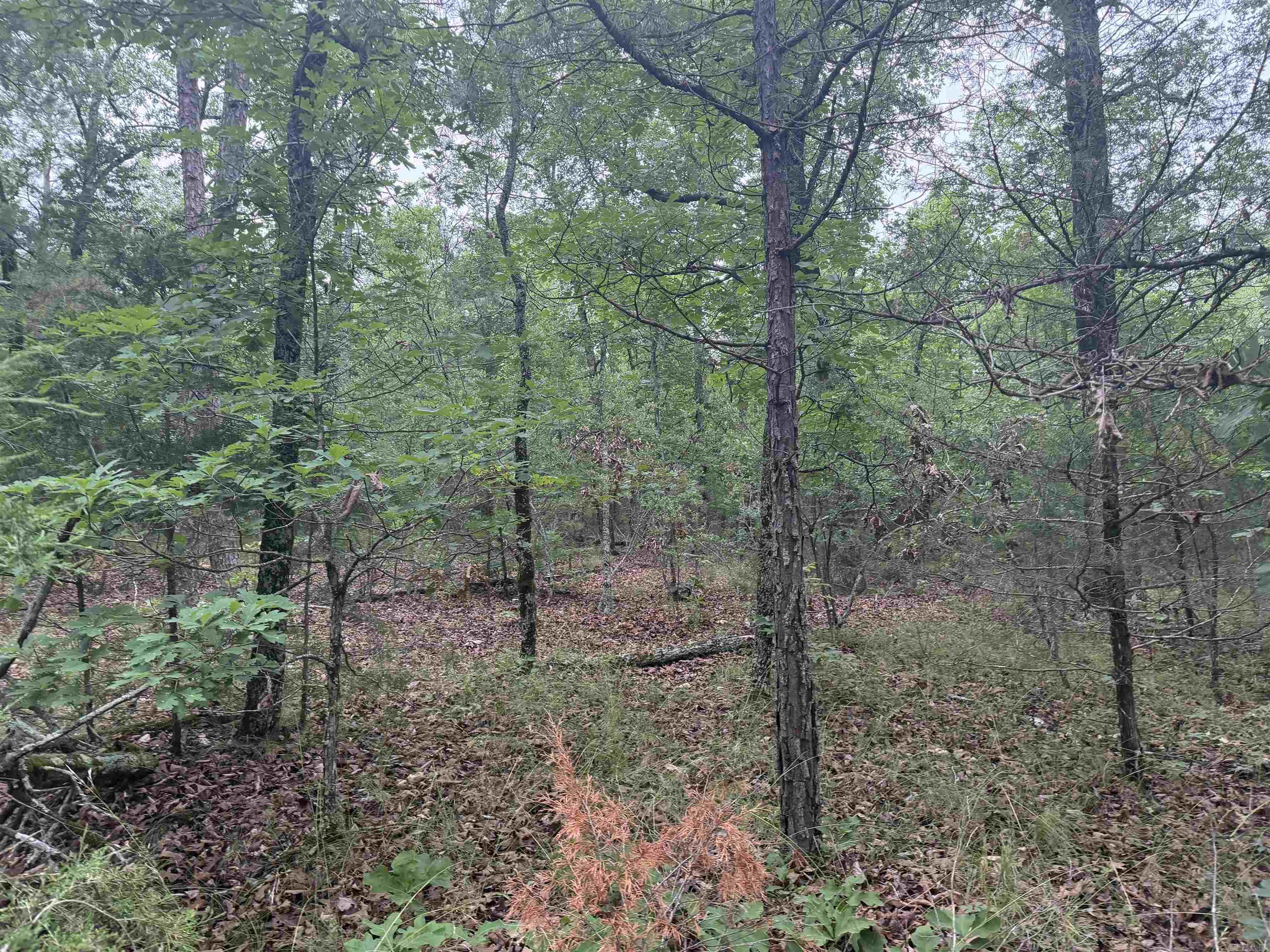 1031 Old Dolph Road  Calico Rock, AR