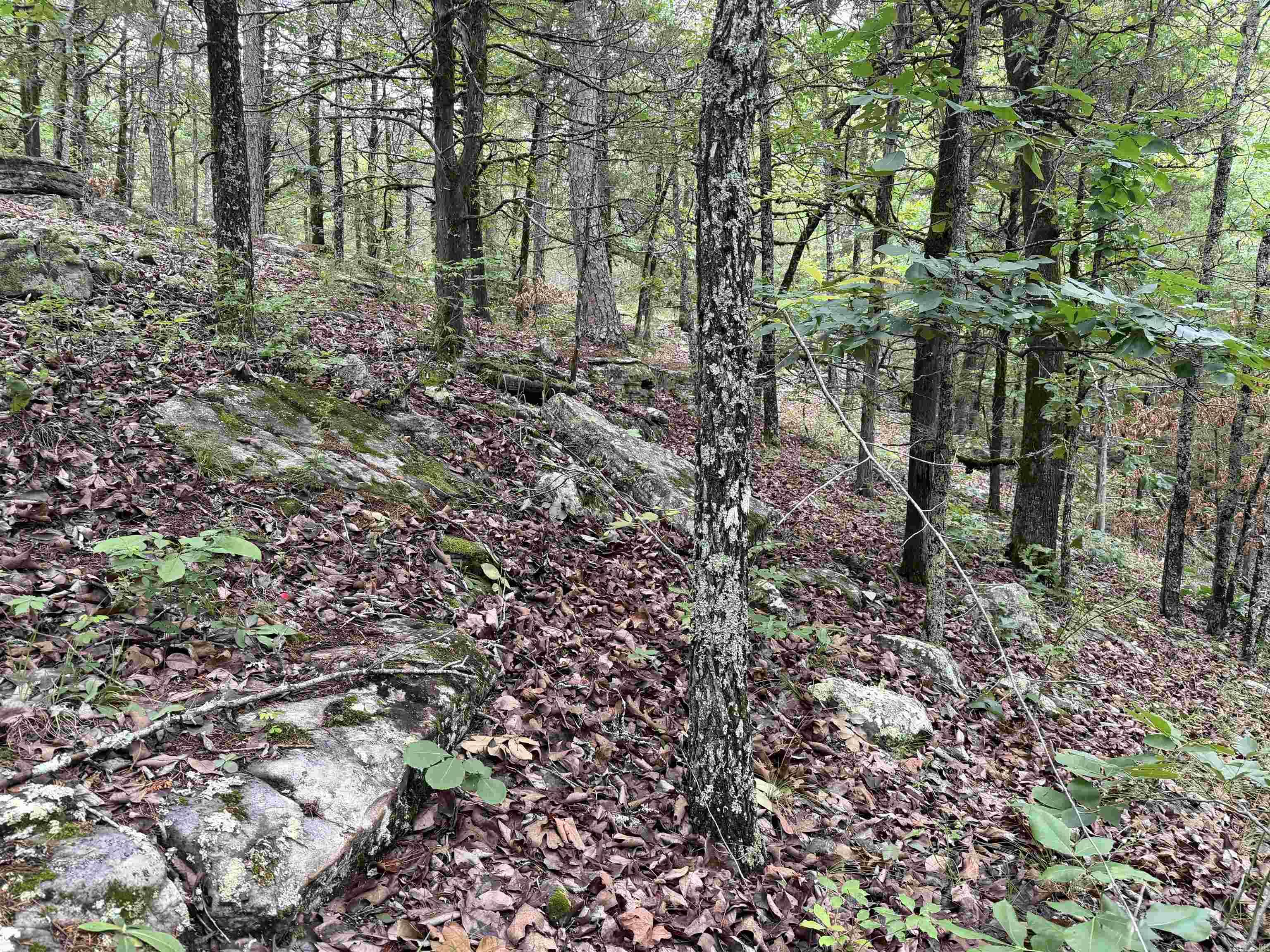 1031 Old Dolph Road  Calico Rock, AR