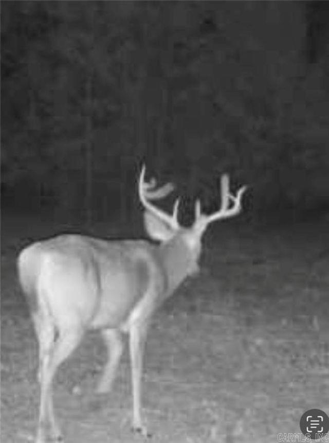 100 Odom Point Road  Bee Branch, AR