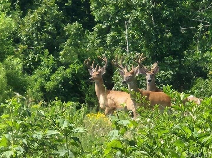 0 Richland  Saint Joe, AR