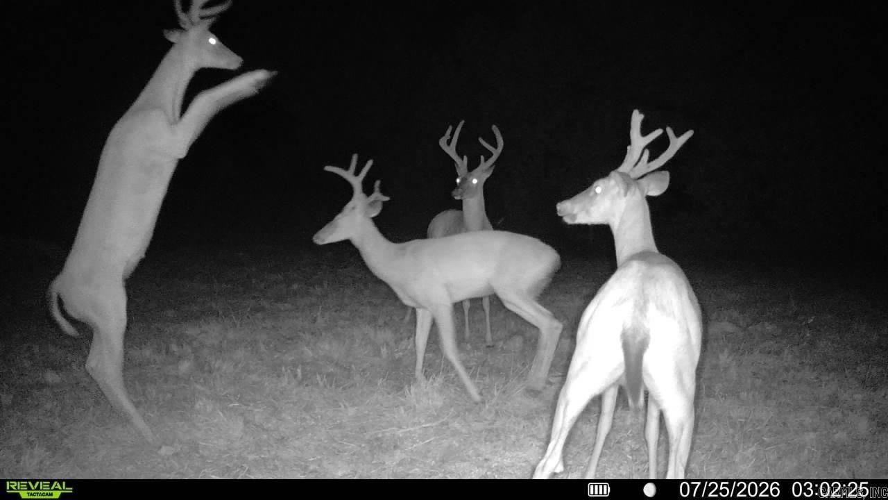 0 Richland  Saint Joe, AR
