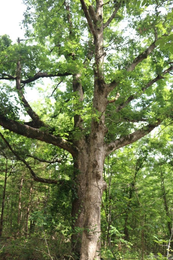  Tracewood  Dennard, AR