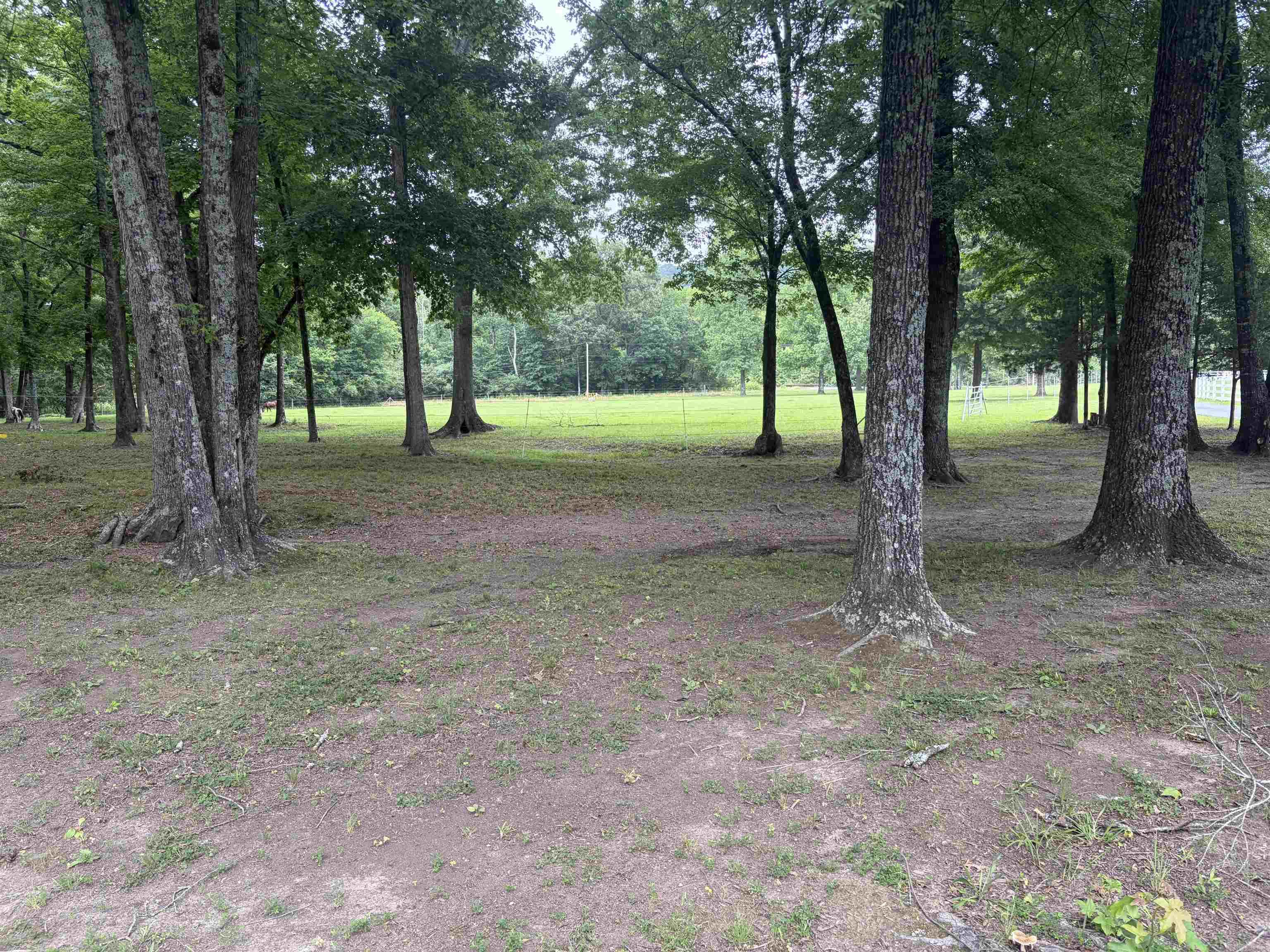 2 Witness Tree  Paron, AR