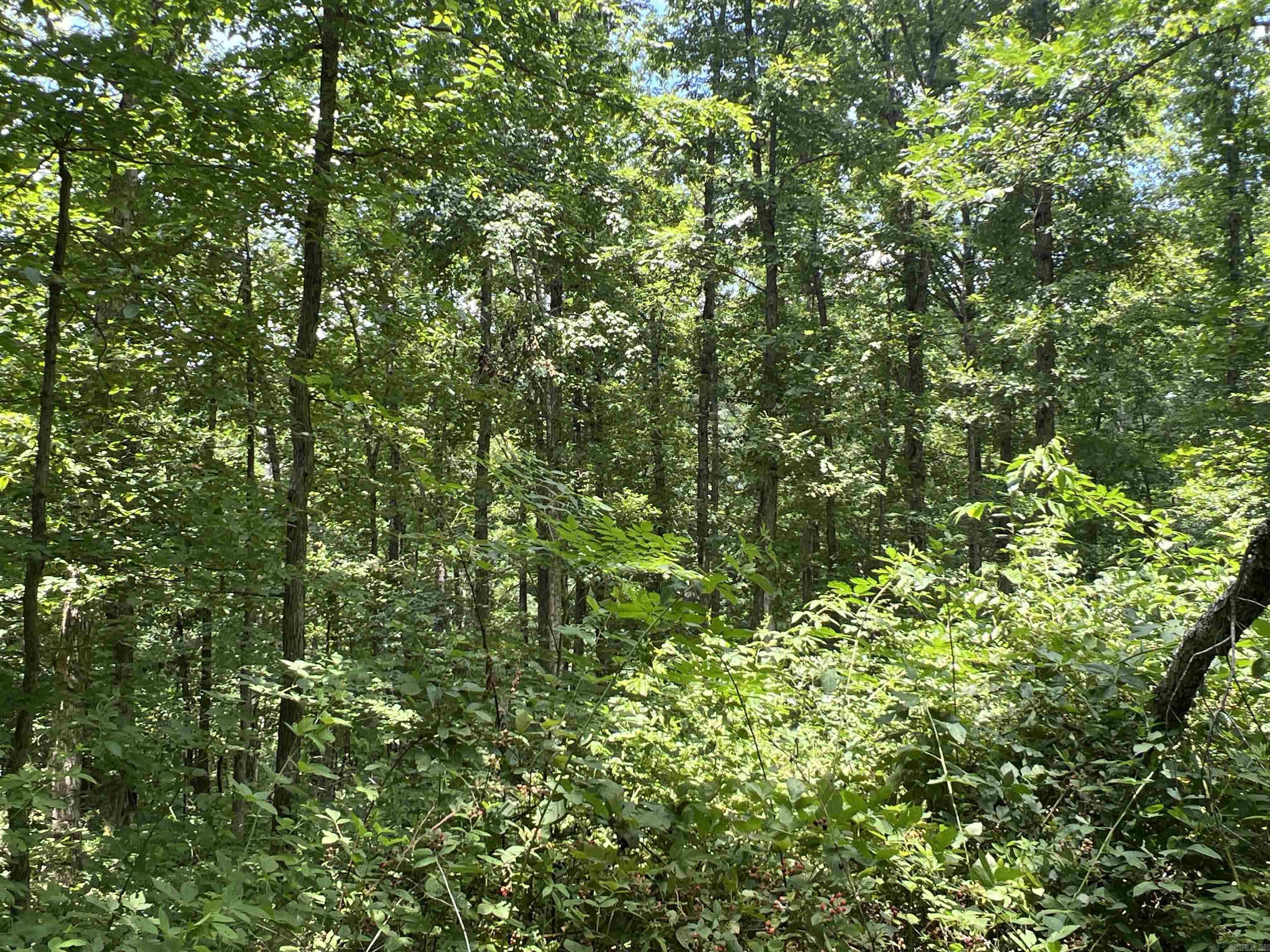 1717 Grassy  Marshall, AR