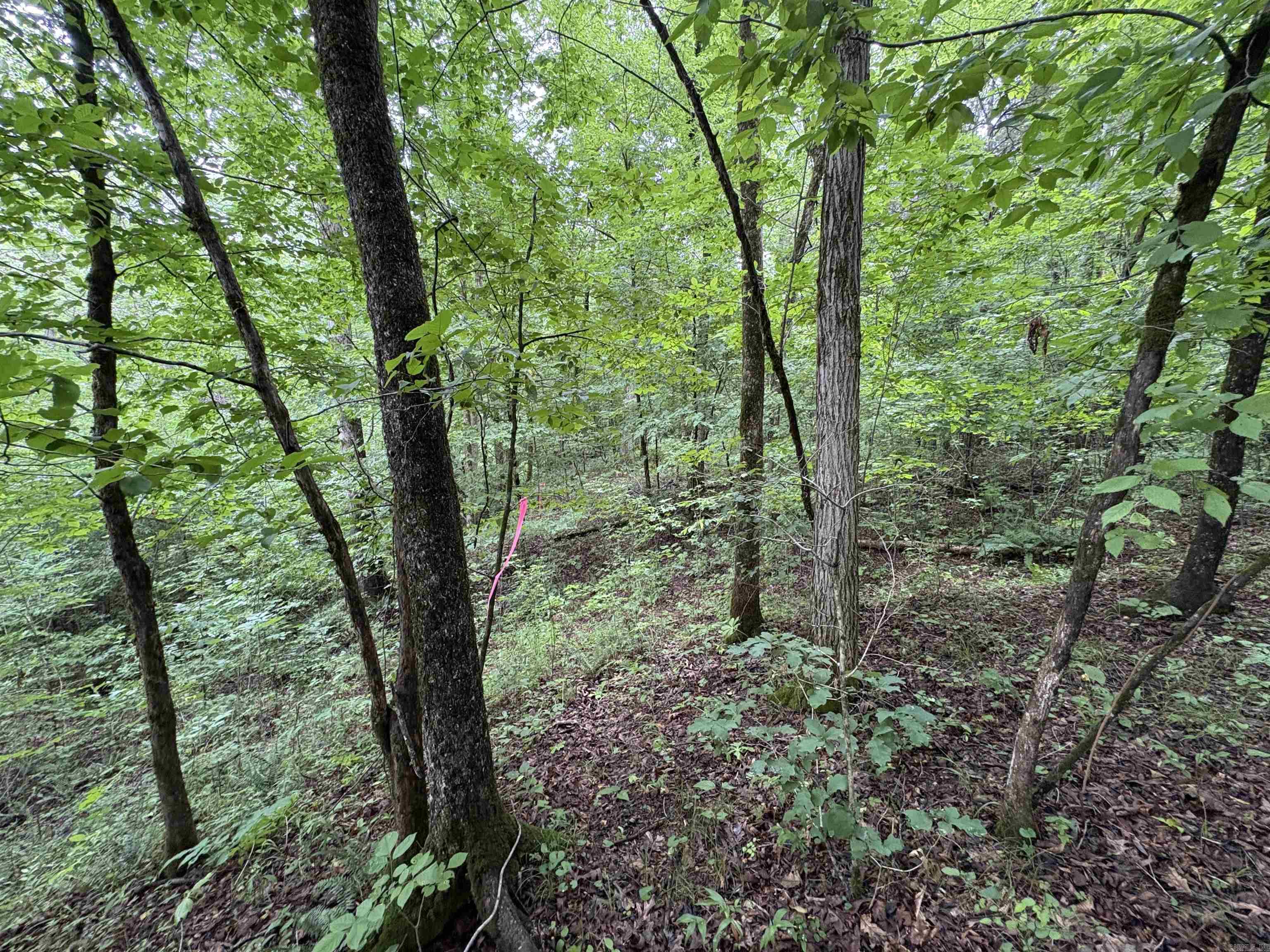50.65 acres off SR 164 W  Dover, AR