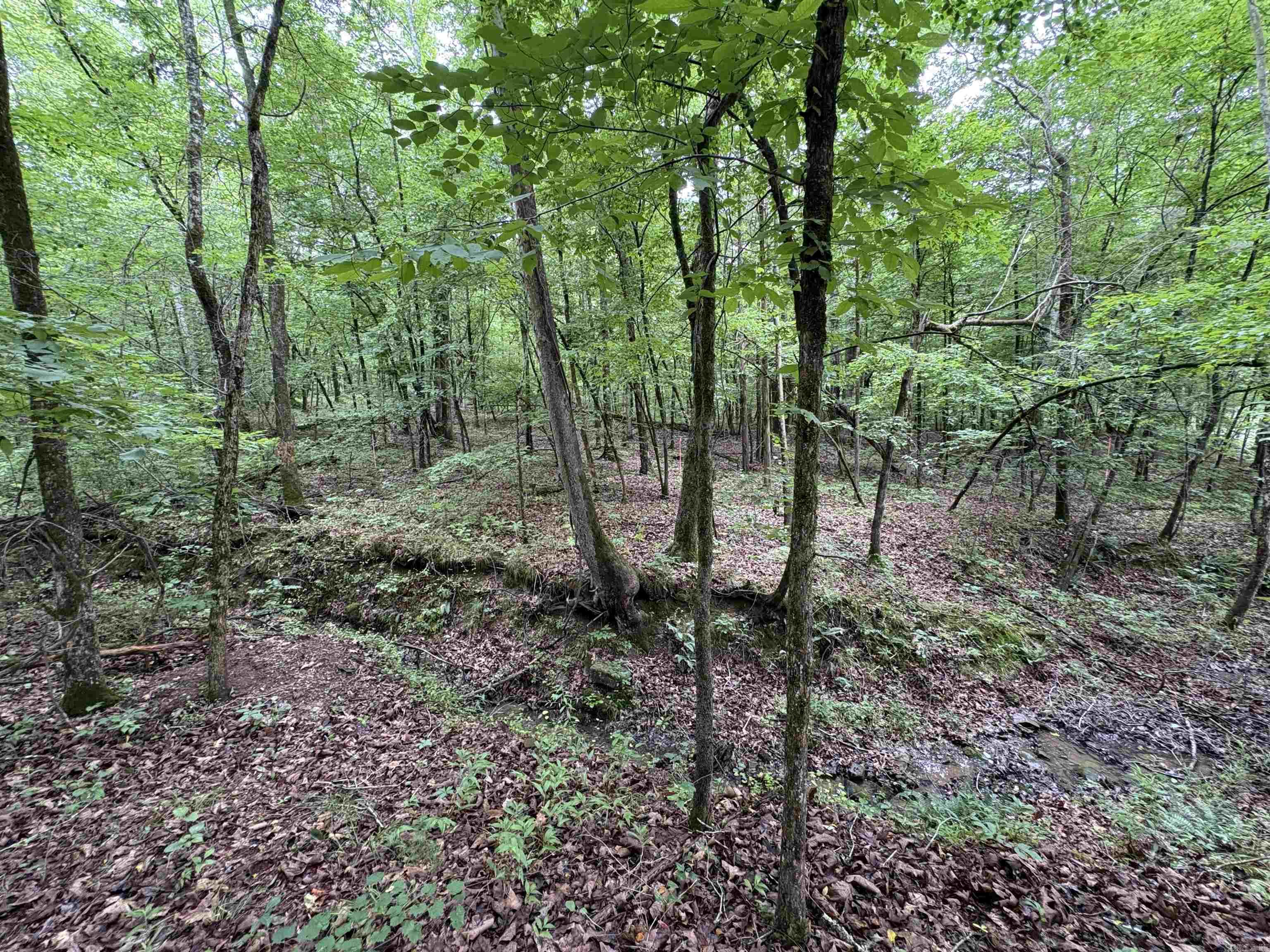 50.65 acres off SR 164 W  Dover, AR