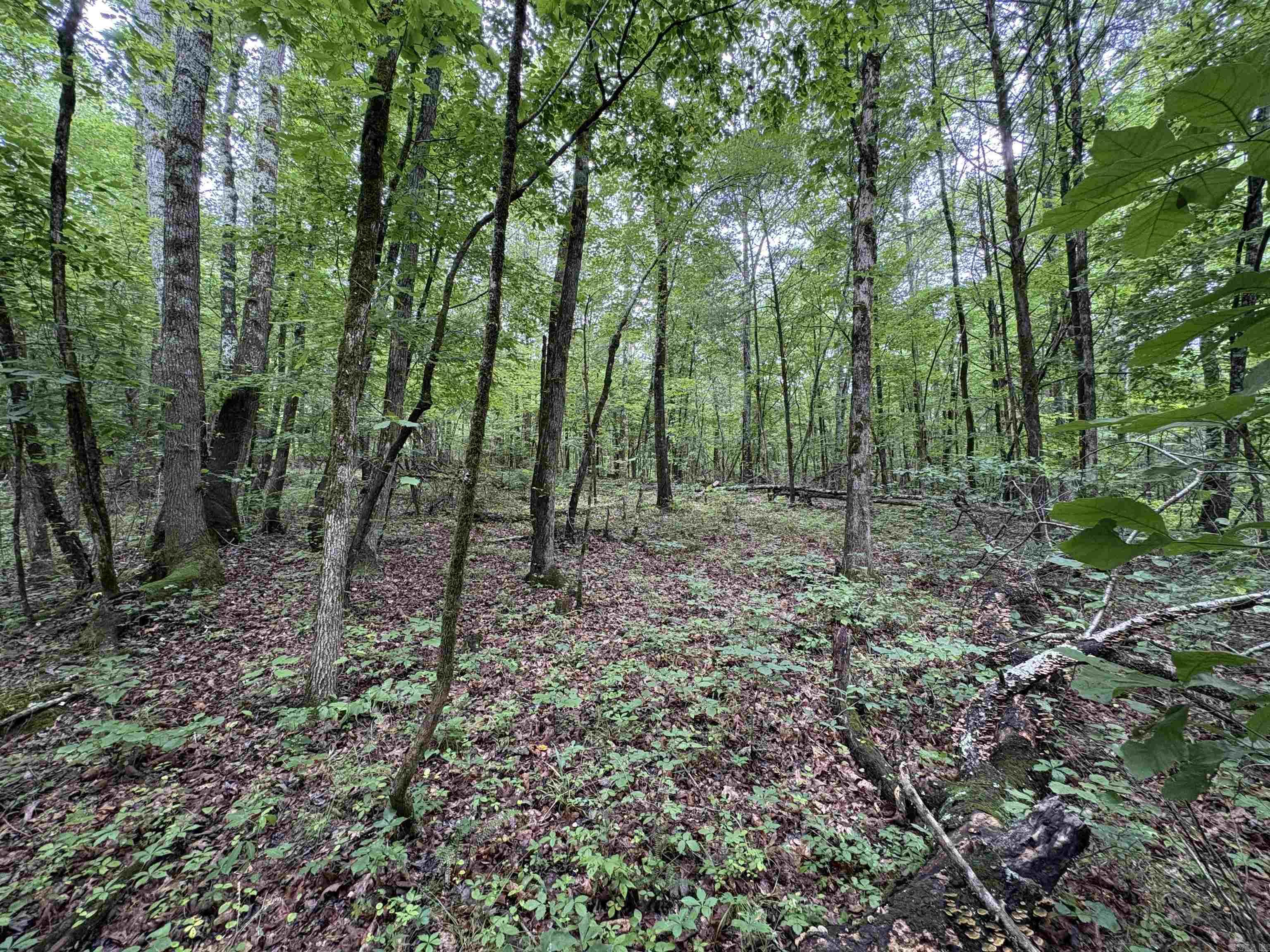 50.65 acres off SR 164 W  Dover, AR
