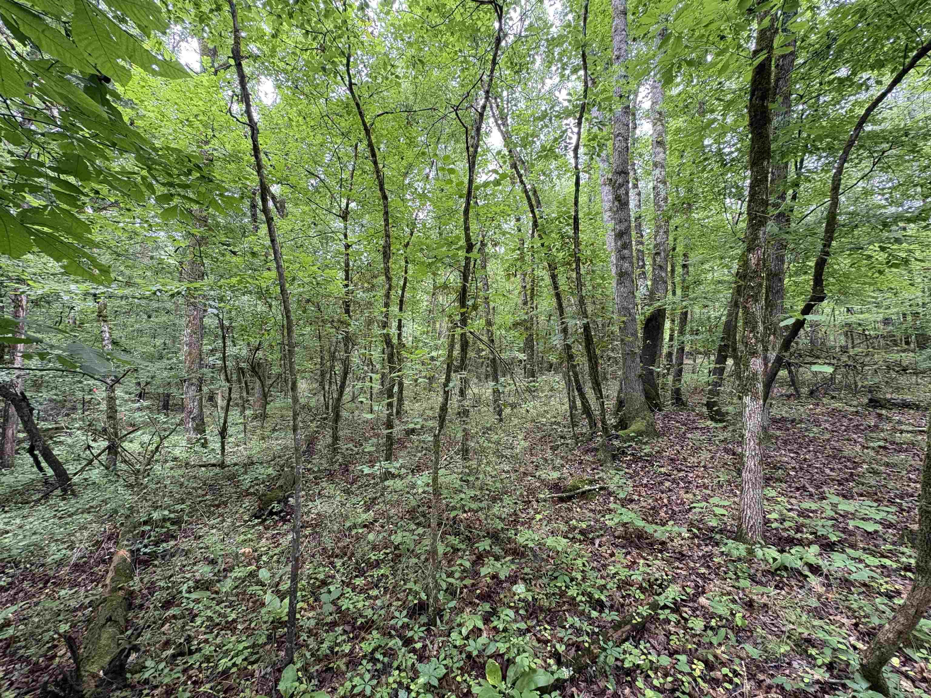50.65 acres off SR 164 W  Dover, AR