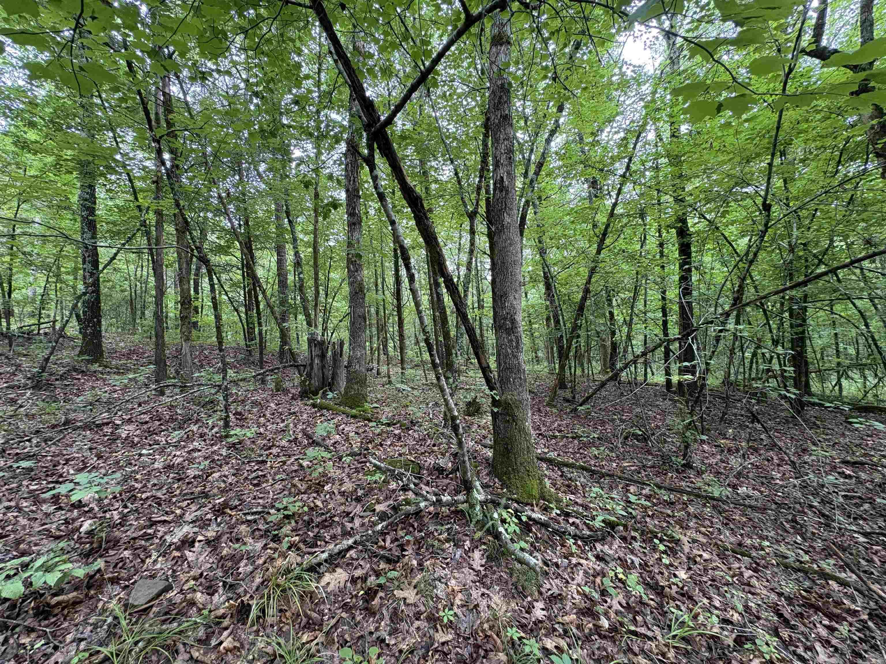 50.65 acres off SR 164 W  Dover, AR