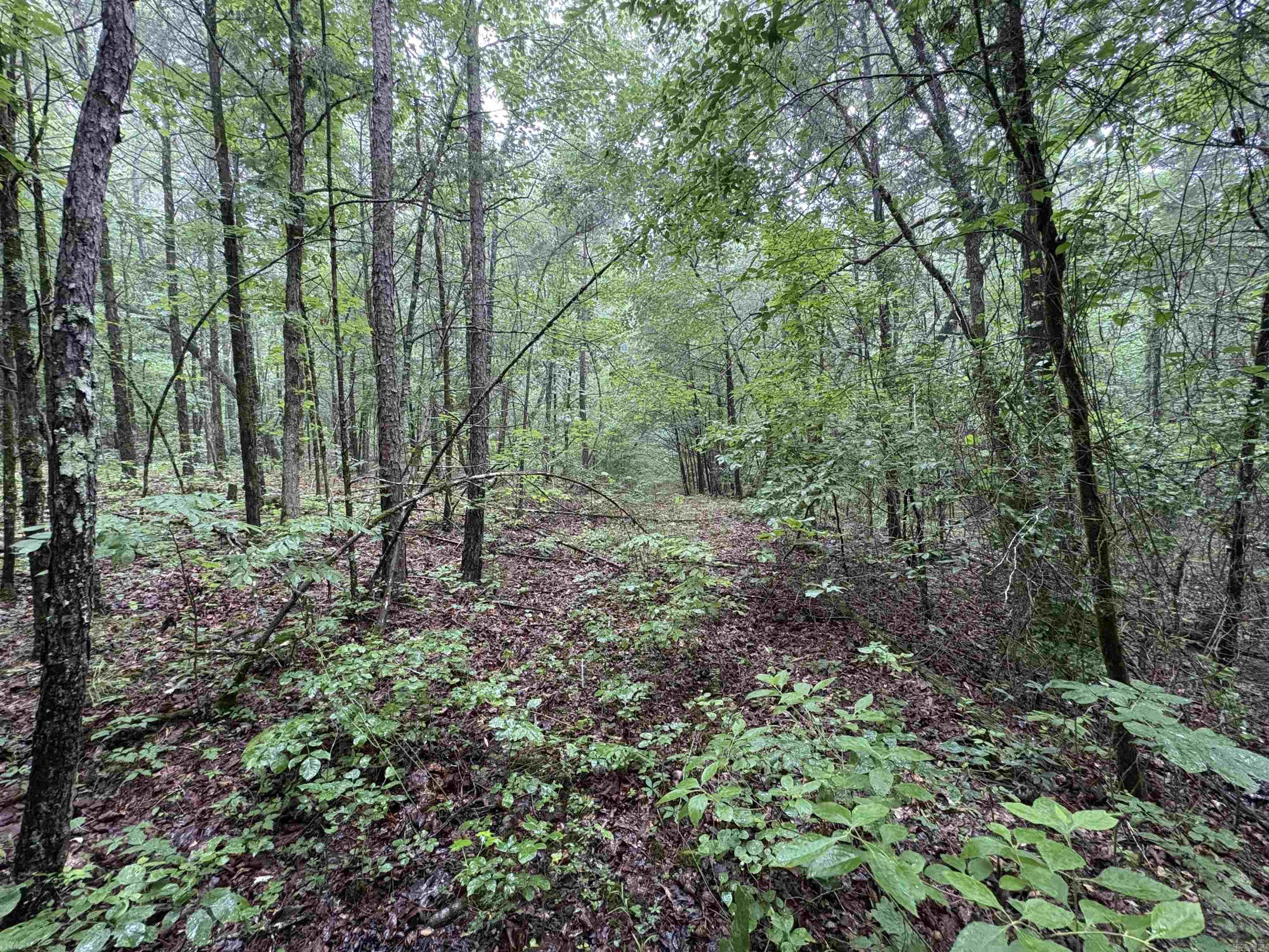 50.65 acres off SR 164 W  Dover, AR