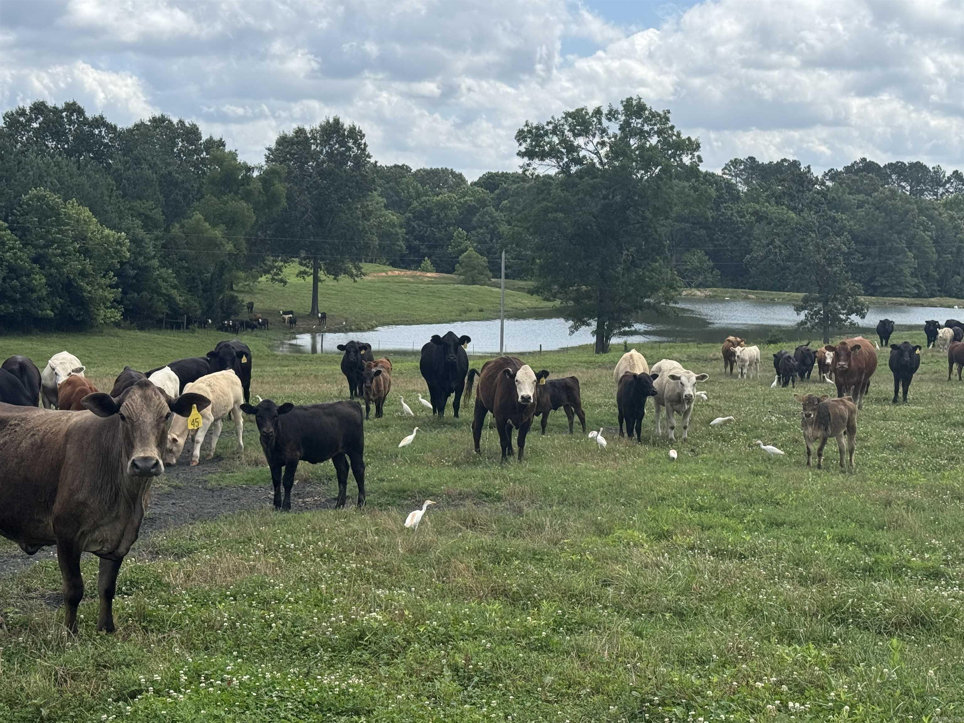 100 Acres Wynn  Dierks, AR