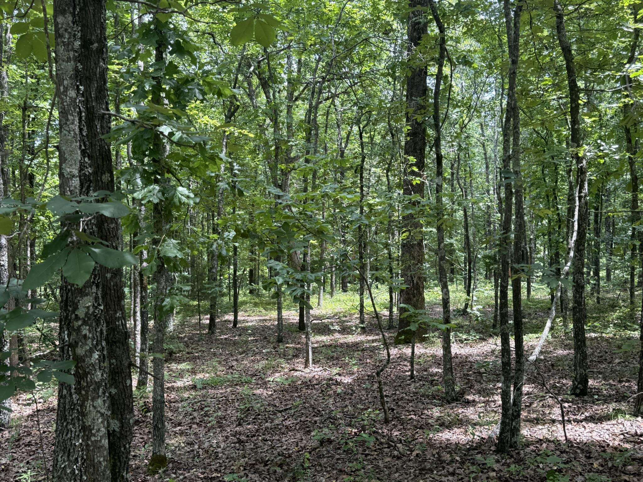 10 Lute Mountain Road  Shirley, AR