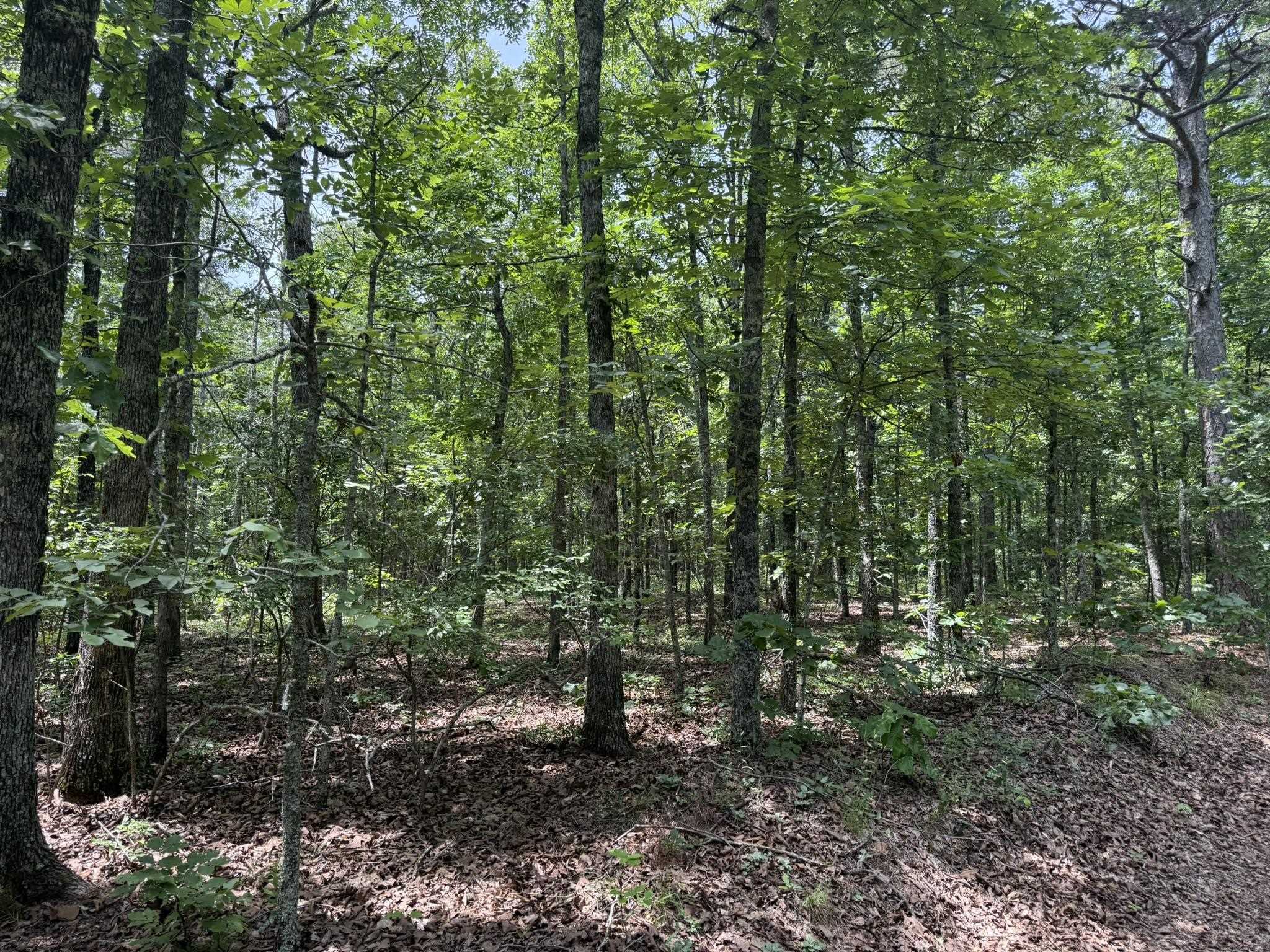 10 Lute Mountain Road  Shirley, AR