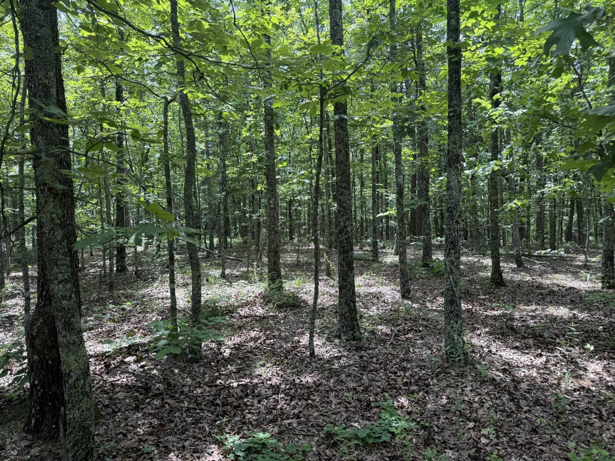 10 Lute Mountain Road  Shirley, AR