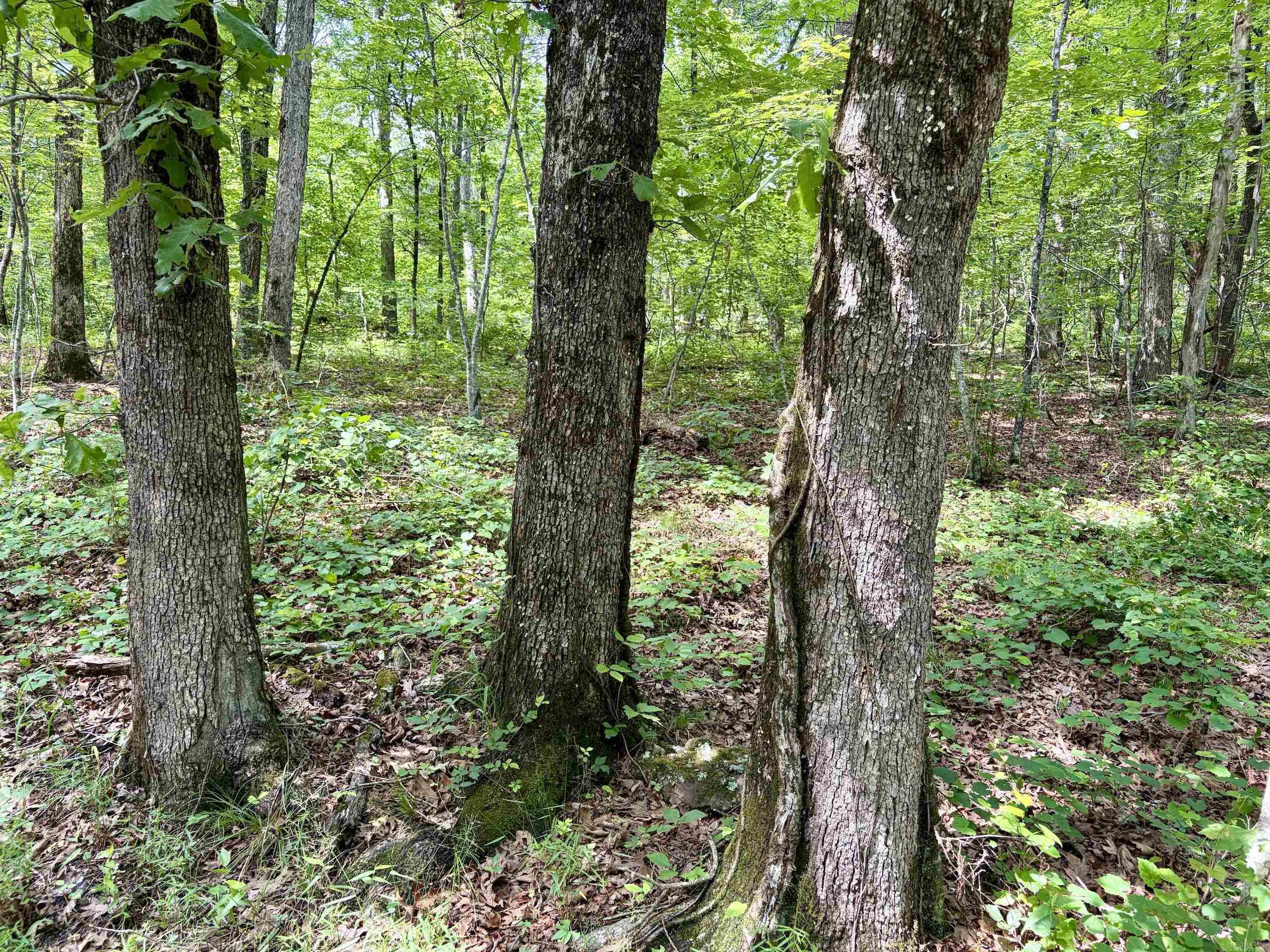 2475 Holly Mountain Road  Clinton, AR