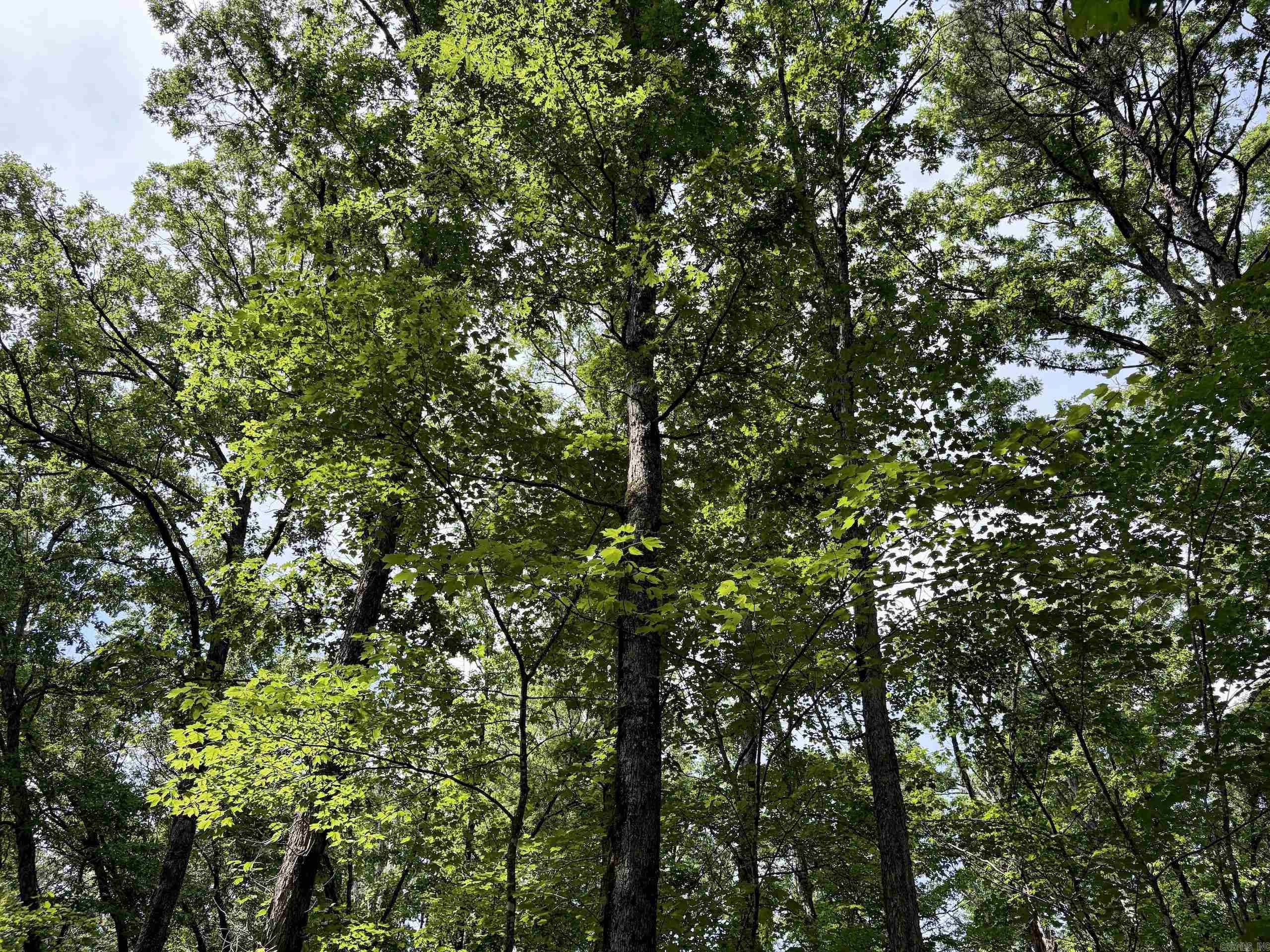 2475 Holly Mountain Road  Clinton, AR