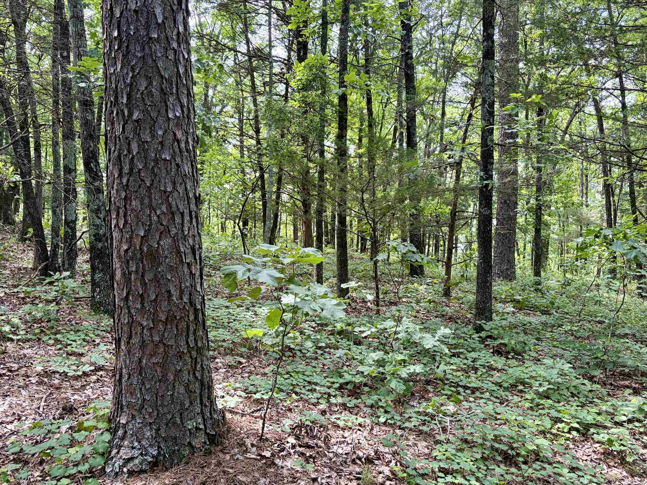 2475 Holly Mountain Road  Clinton, AR