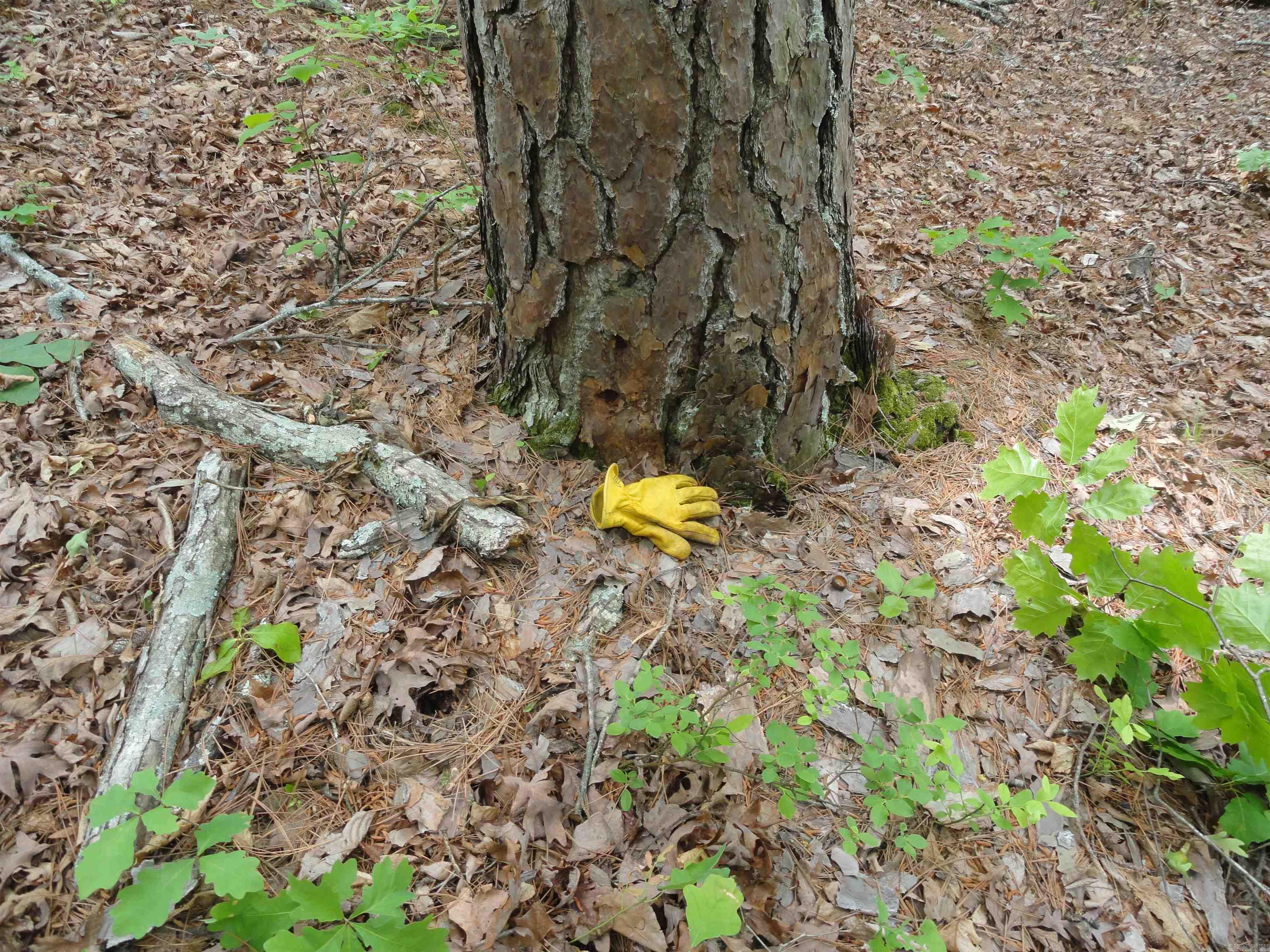 0000 Holly Mtn.  Clinton, AR