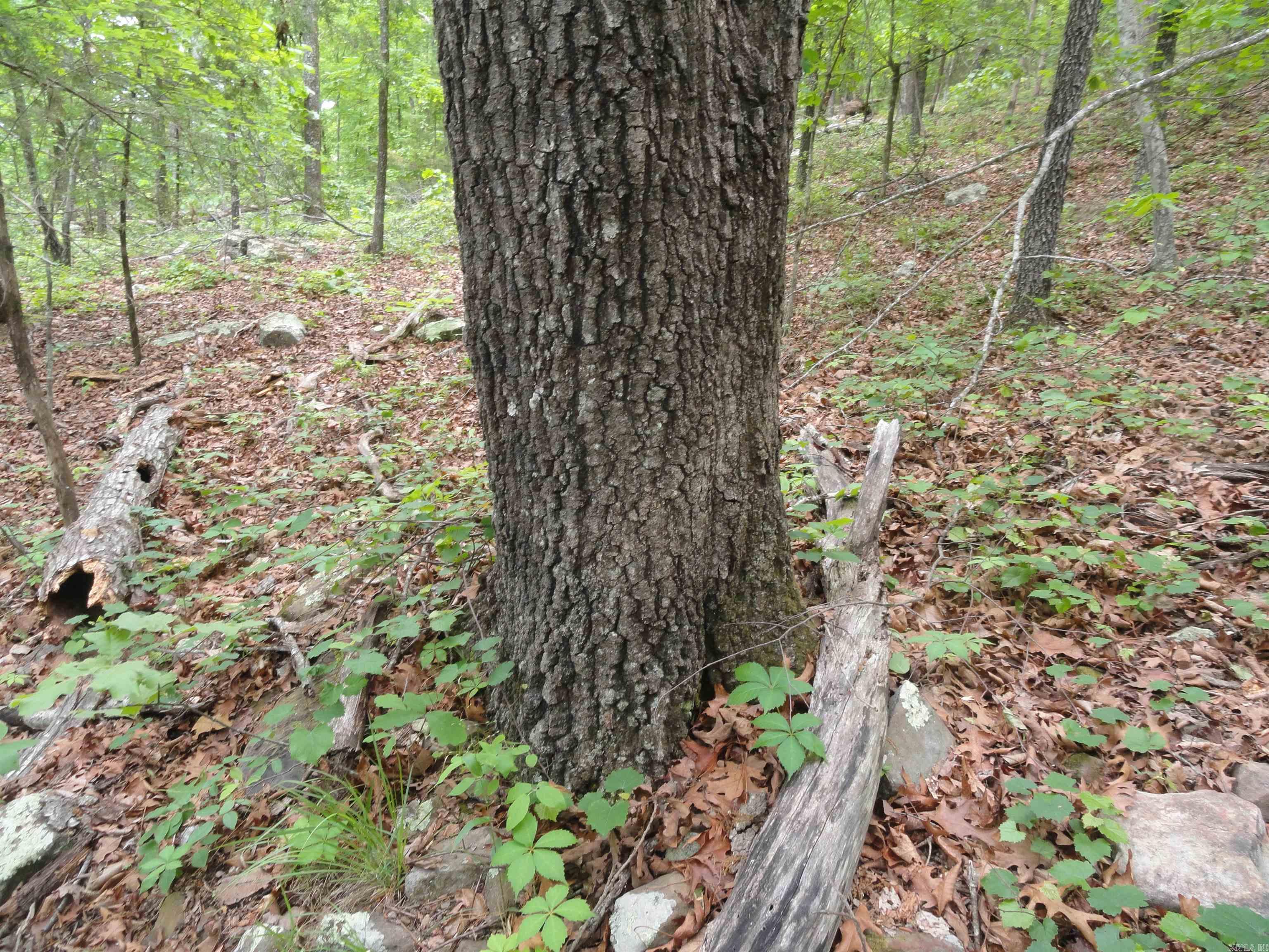0000 Holly Mtn.  Clinton, AR