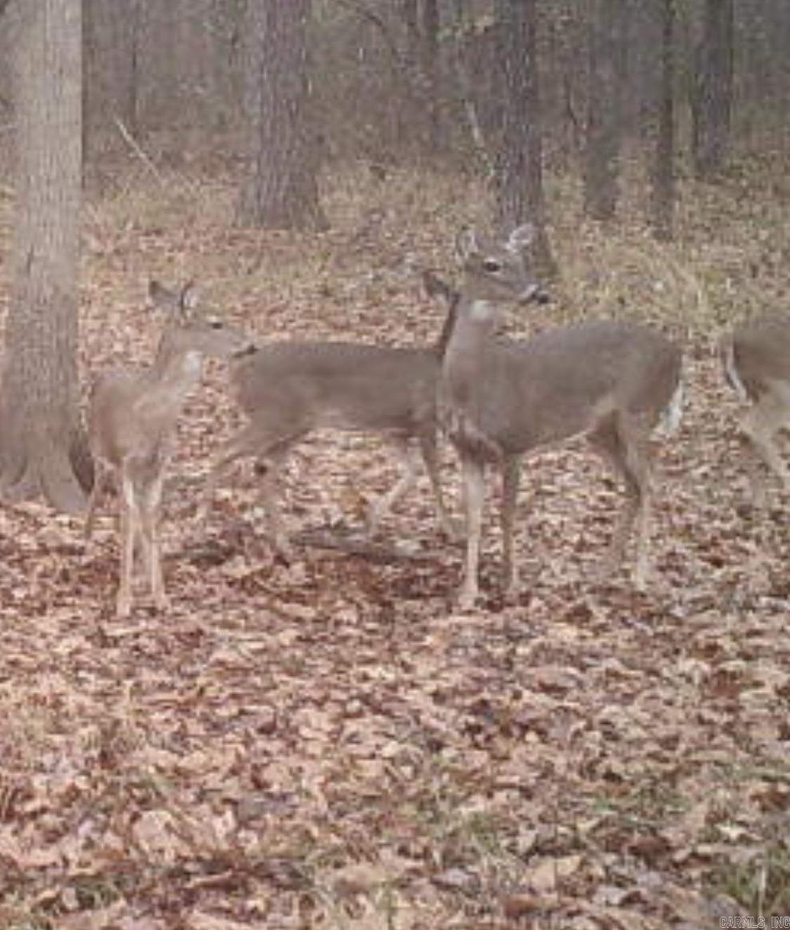 000 Kinsey Mountain  Bonnerdale, AR