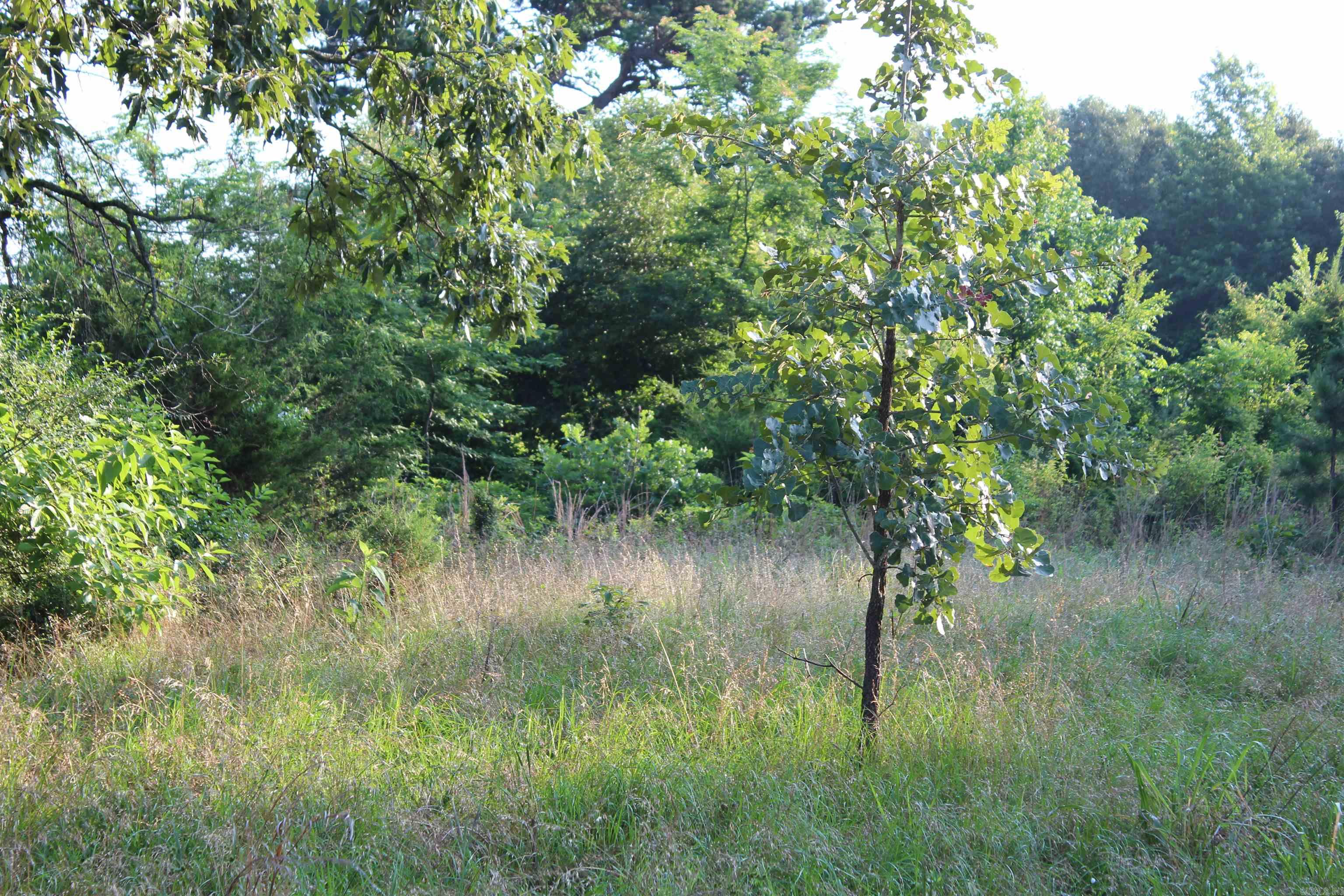 000 197  New Blaine, AR