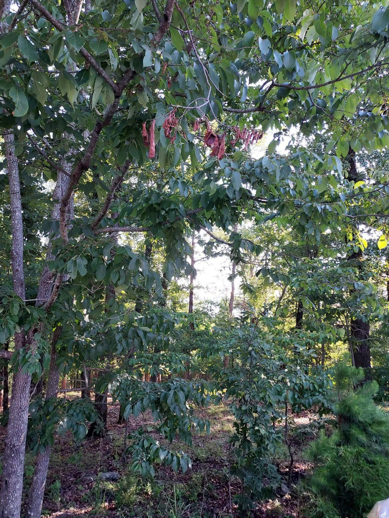 37 Pertusa Drive  Hot Springs Village, AR