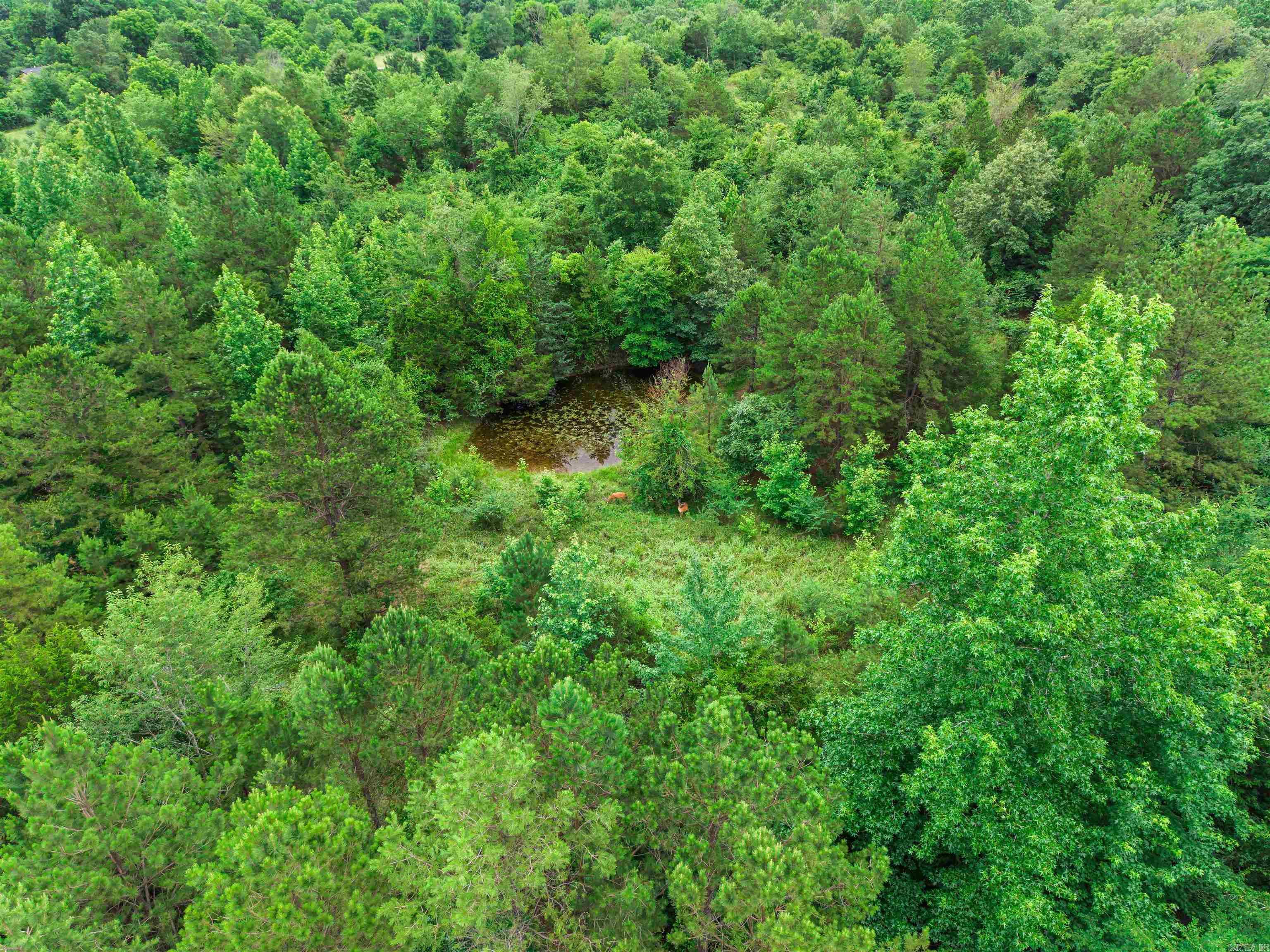 977 Wildcat  Hot Springs, AR