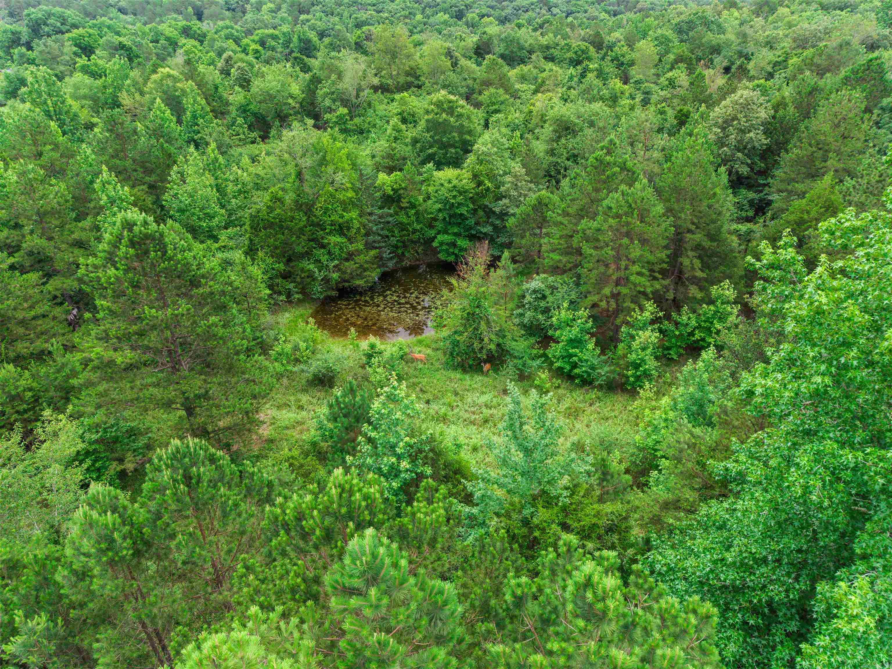 977 Wildcat  Hot Springs, AR