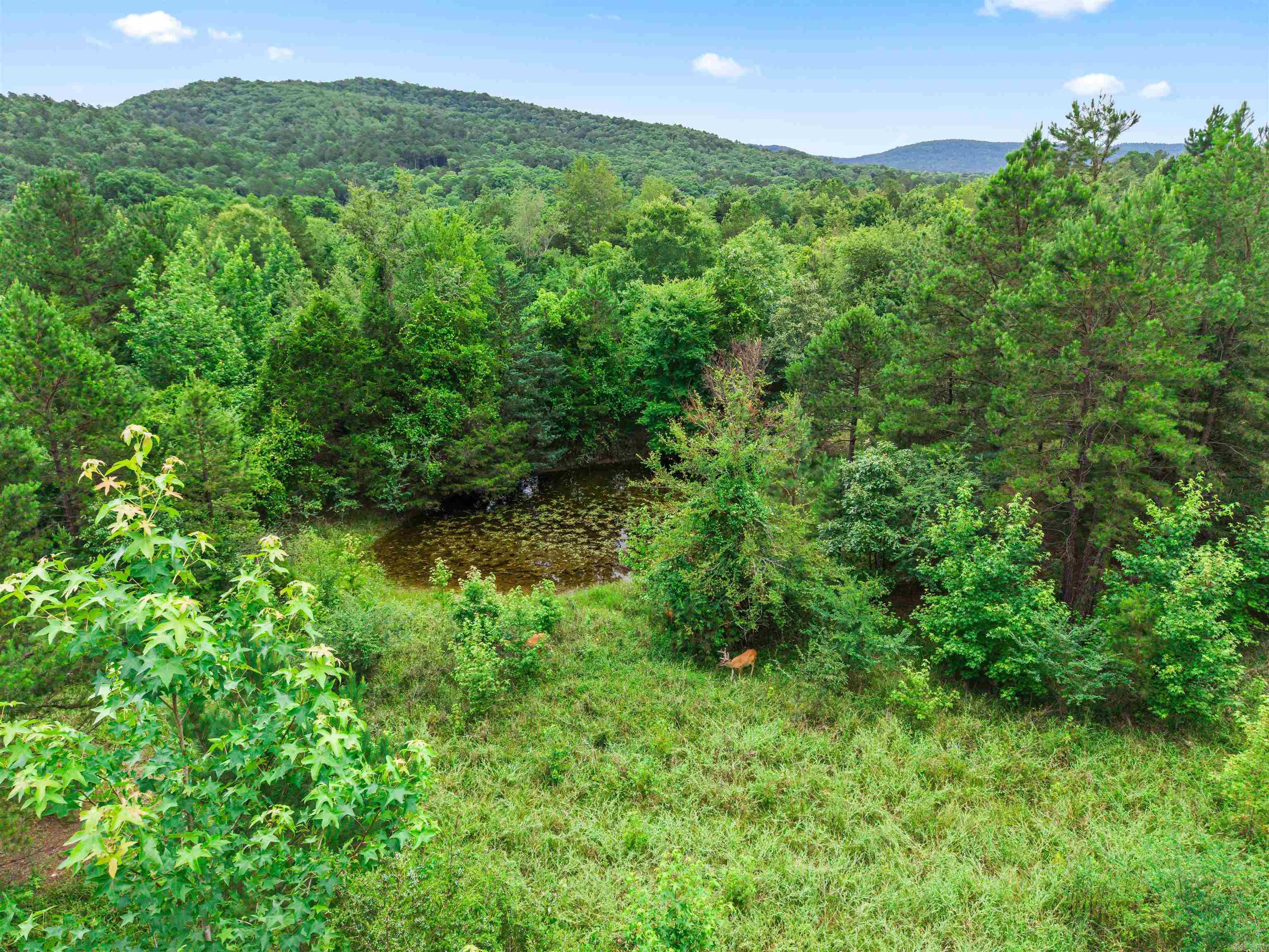 977 Wildcat  Hot Springs, AR