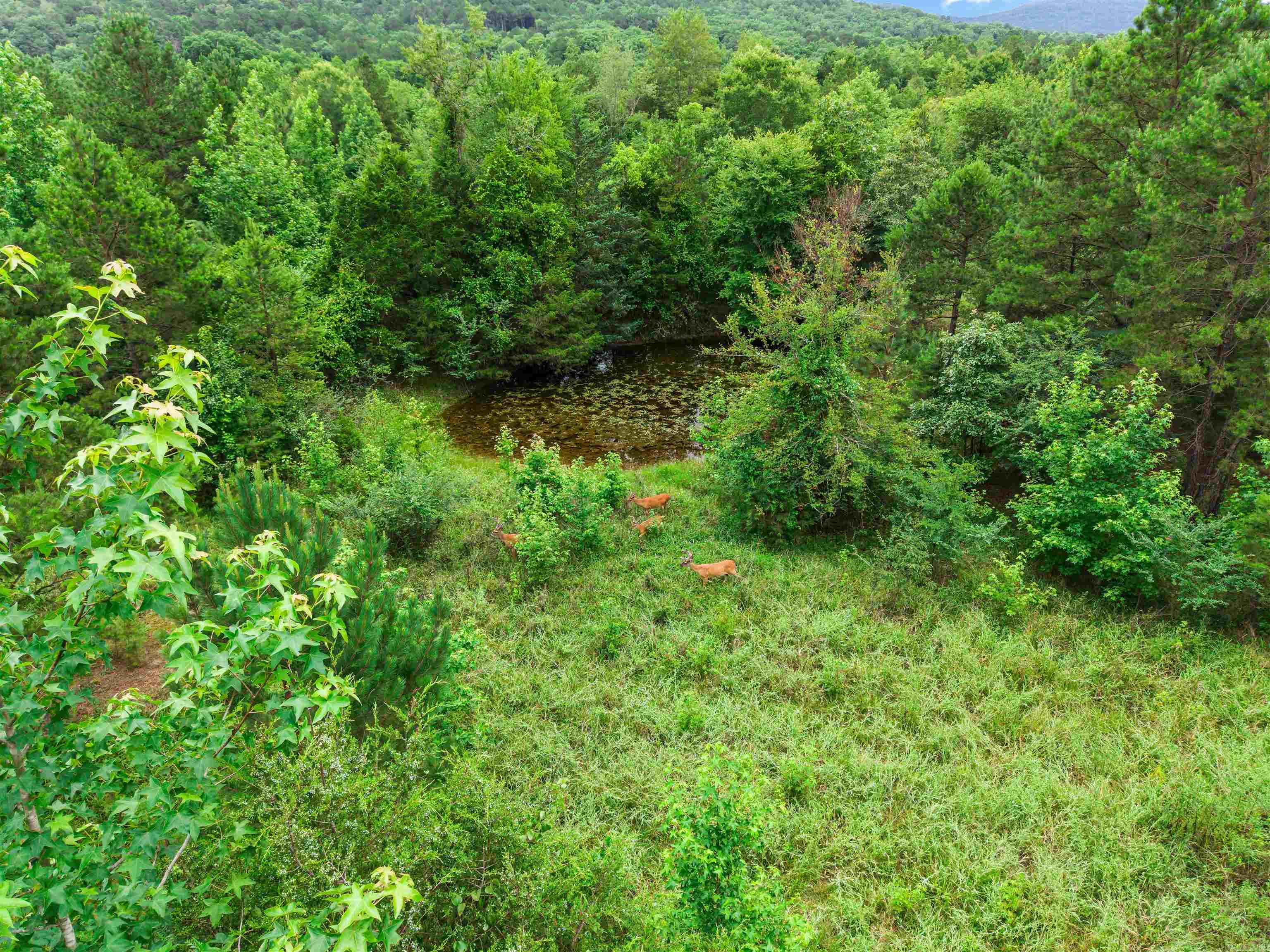 977 Wildcat  Hot Springs, AR