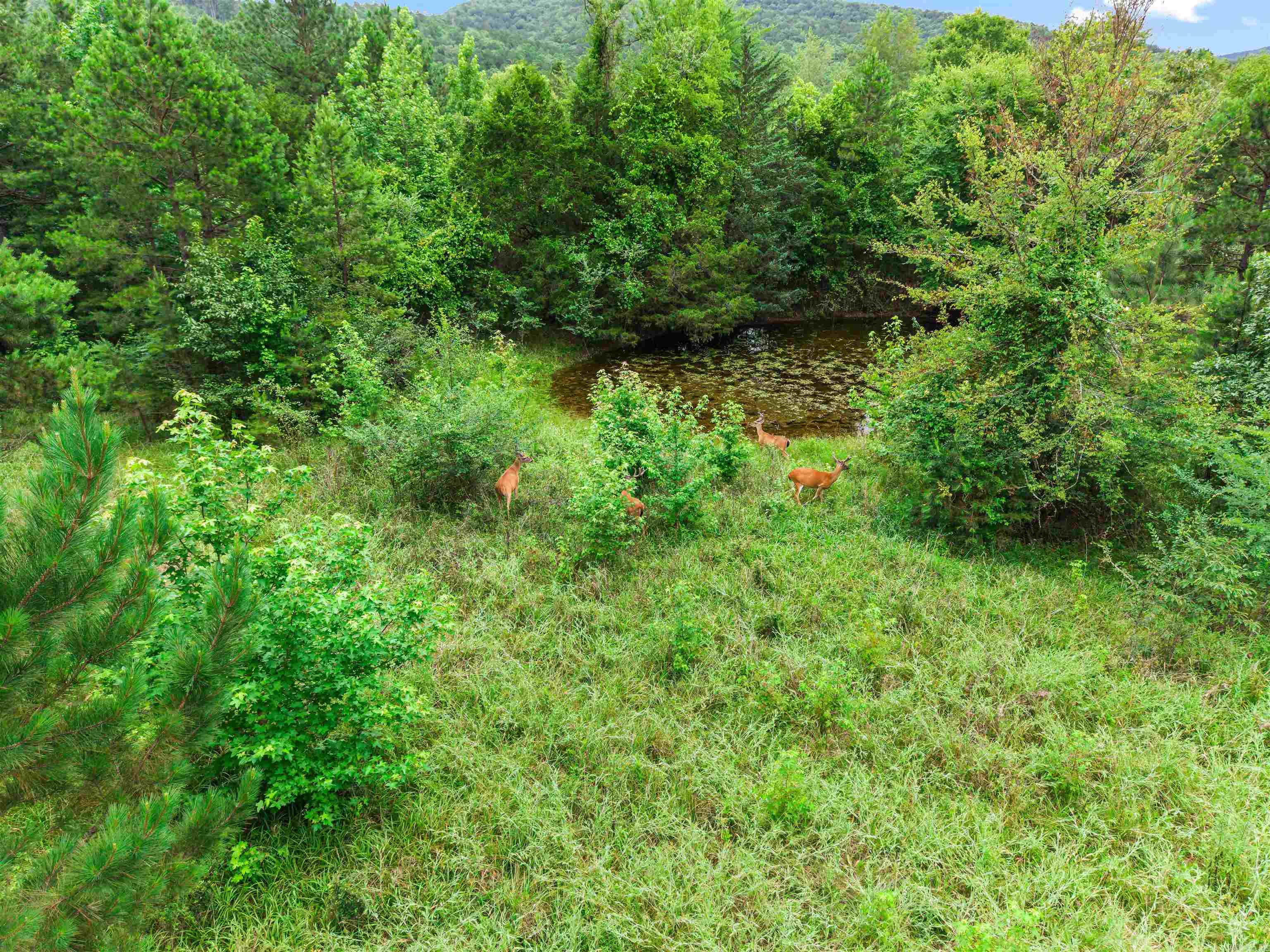 977 Wildcat  Hot Springs, AR