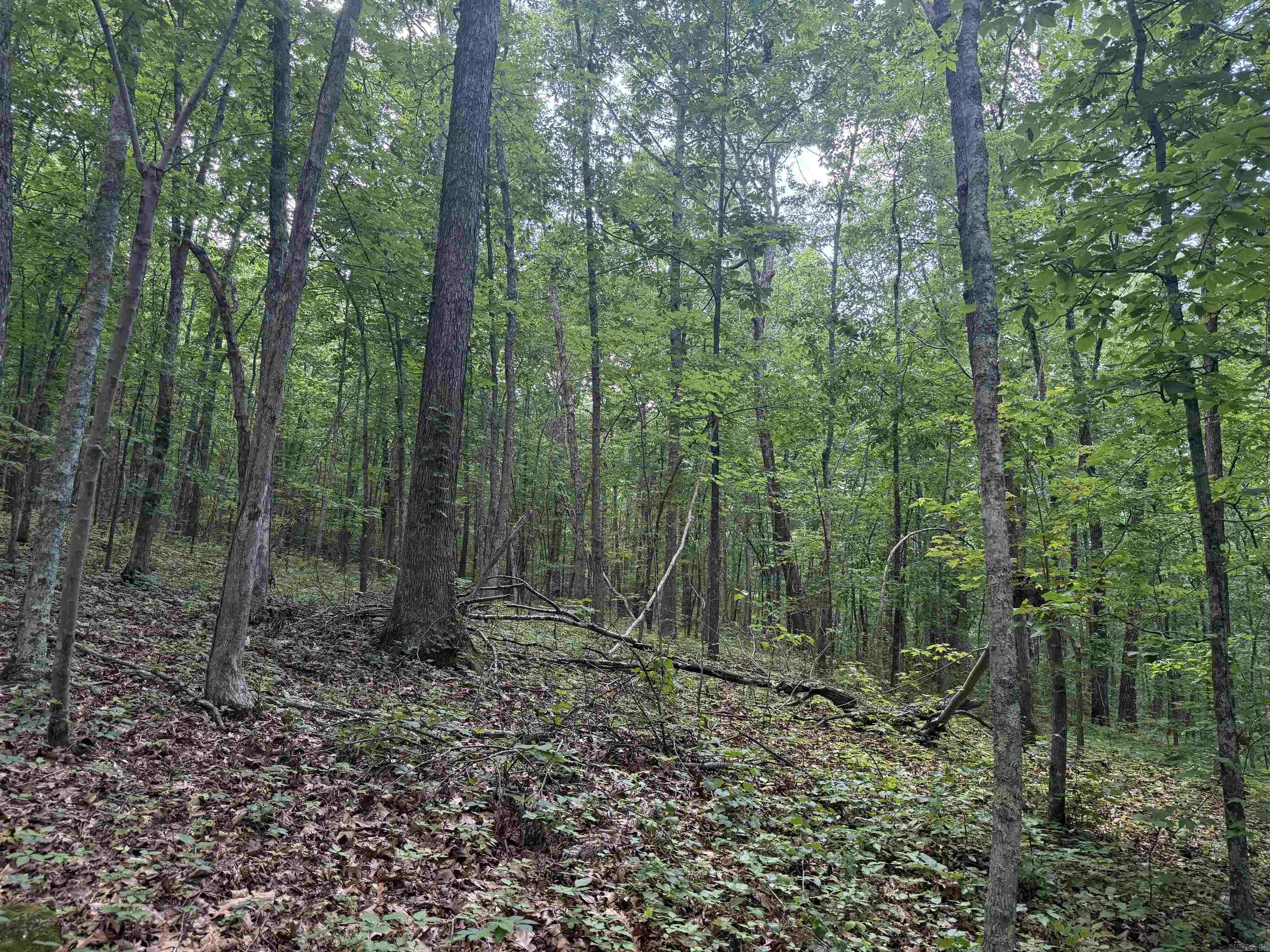 00 Peyton Mountain  Dennard, AR