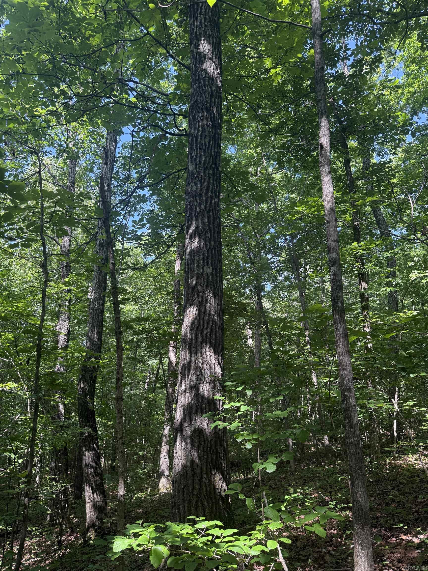00 Peyton Mountain  Dennard, AR
