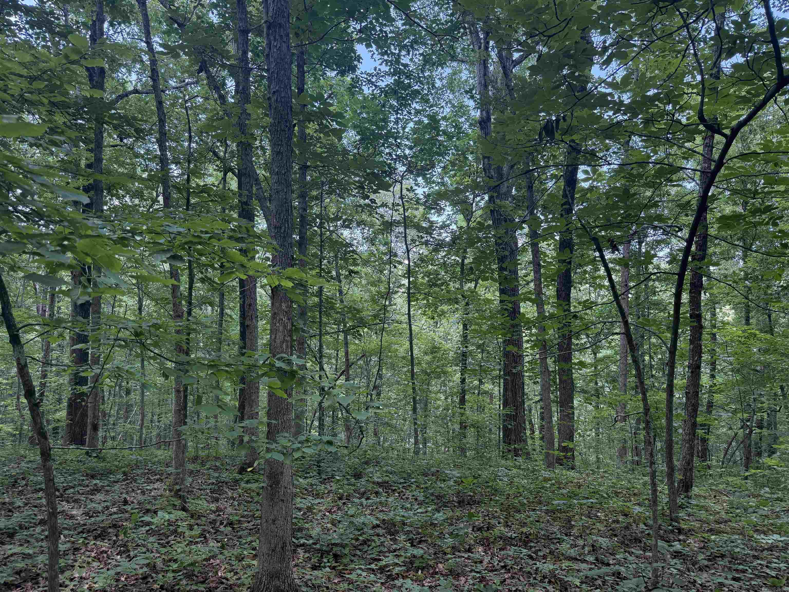 00 Peyton Mountain  Dennard, AR