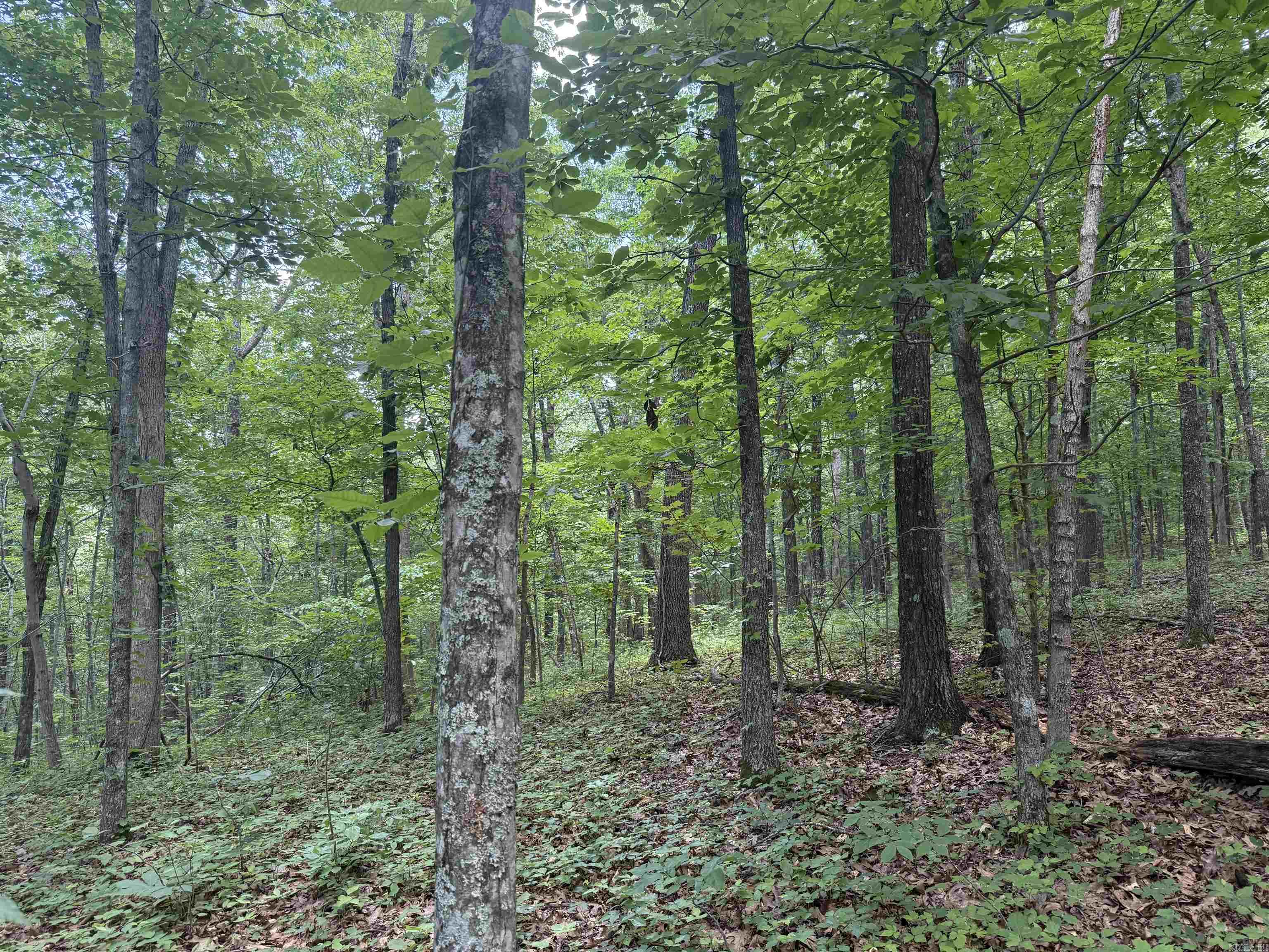 00 Peyton Mountain  Dennard, AR